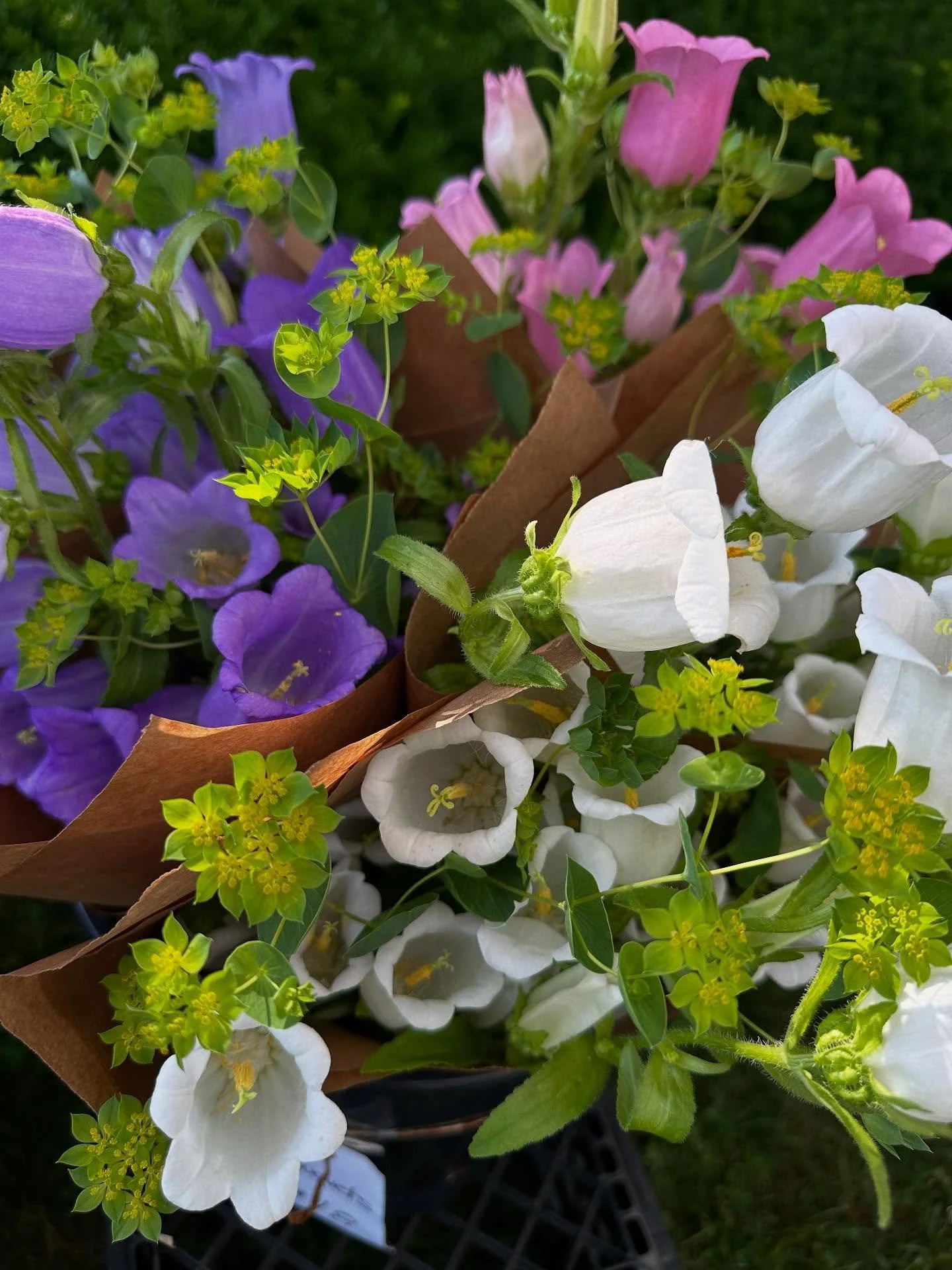 Everyone’s favorite (including ours!) is back! The Canterbury Bells are now in full swing and gracing our market stall! 
You can find them @southkingstownfarmersmarketri on saturdays from 8:30-12:30 !