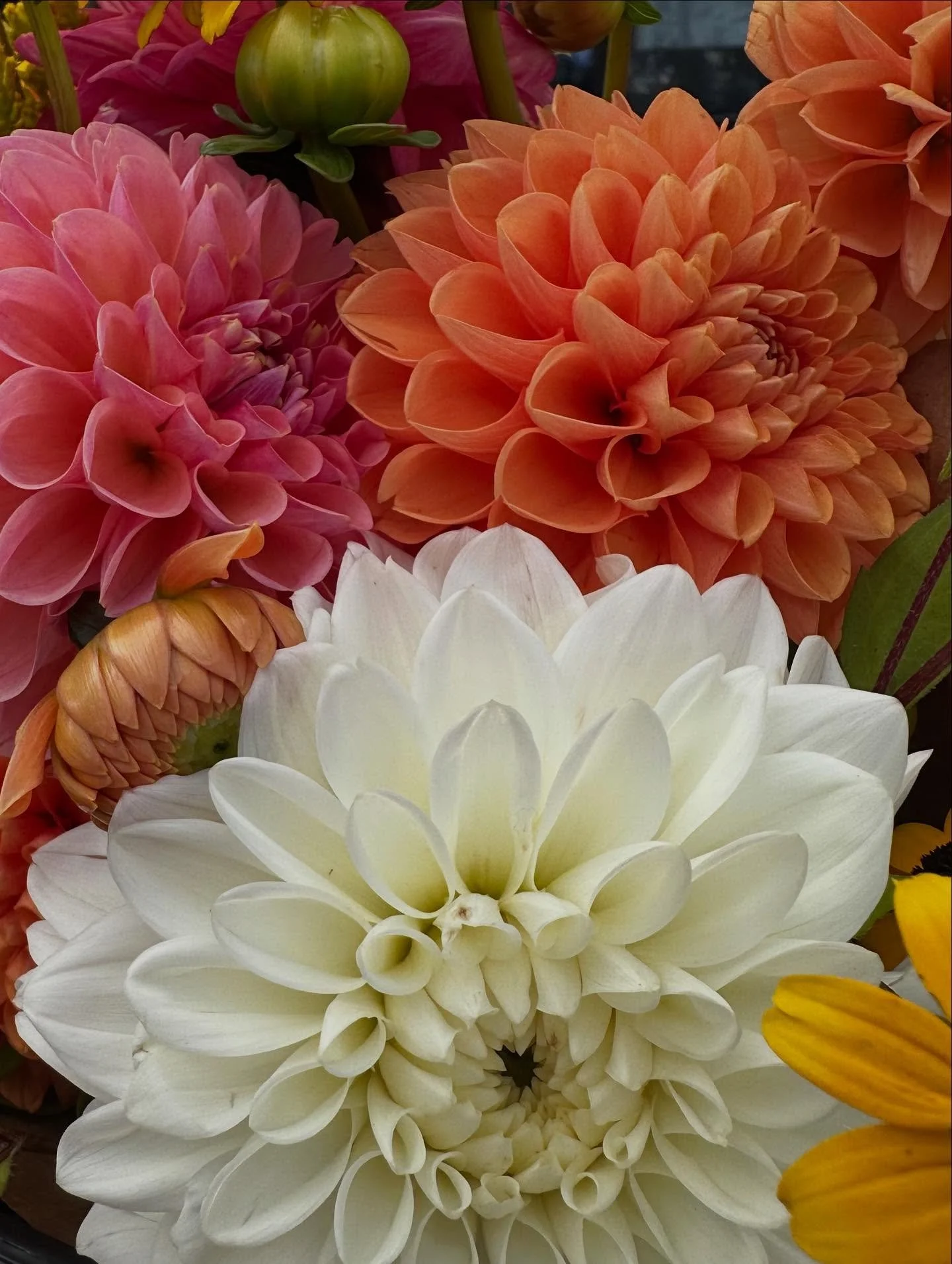 Dahlia’s!! πΈ We are here at the South Kingstown Farmers Market today, Saturday 8:30-12:30π