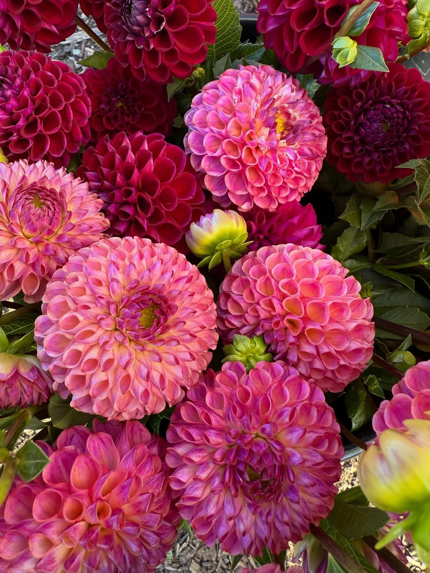 Frost has hit us here at Stone Circle Flowers, this means the bittersweet end of our growing season. This is a reminder that tomorrow is our last farmer’s market @southkingstownfarmersmarketri come by from 8:30-12:30 for some extra special bouq