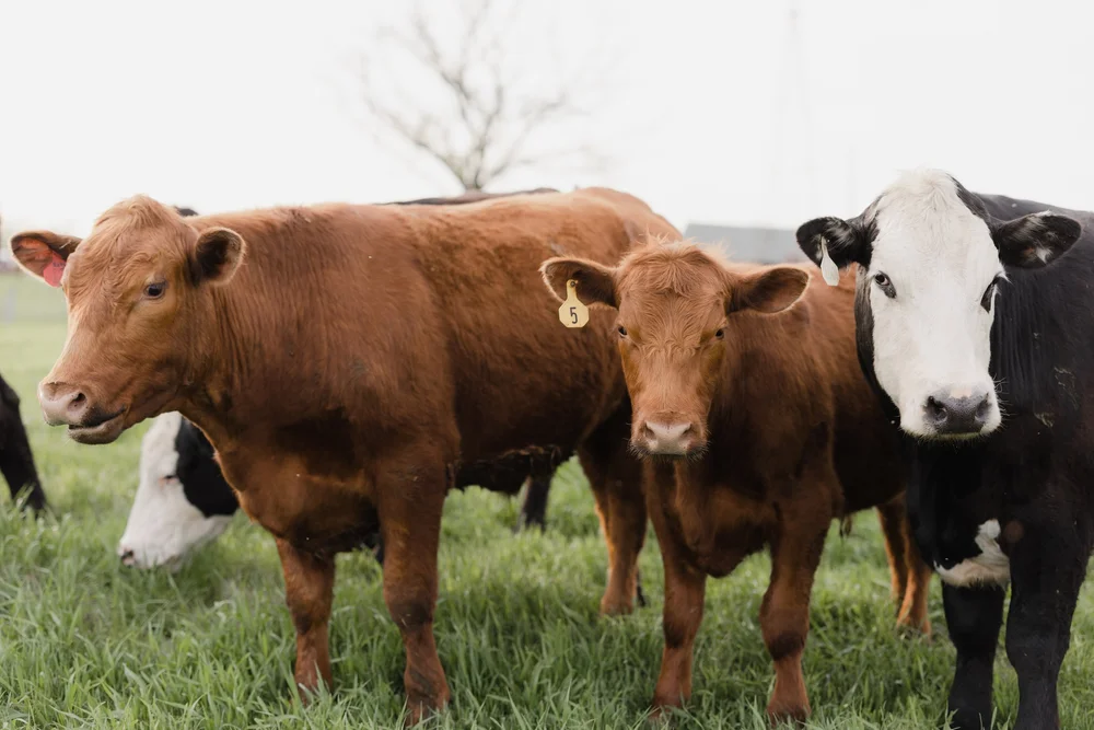 Doherty Beef Co. Grass Fed & Finished Beef Bath & Body Freezer