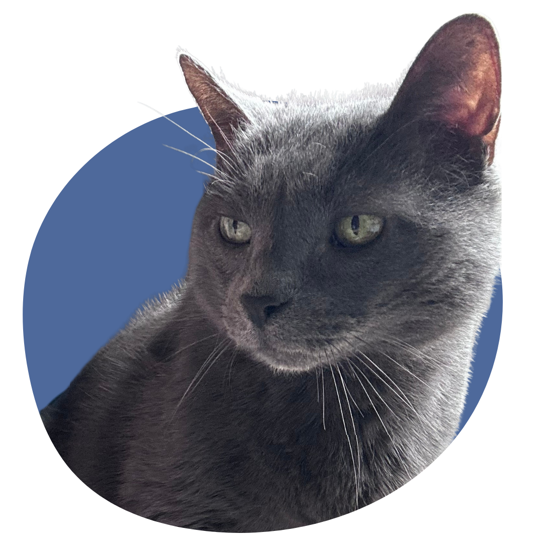 Close-up of a domestic short-haired tabby cat with green eyes, looking directly at the camera.