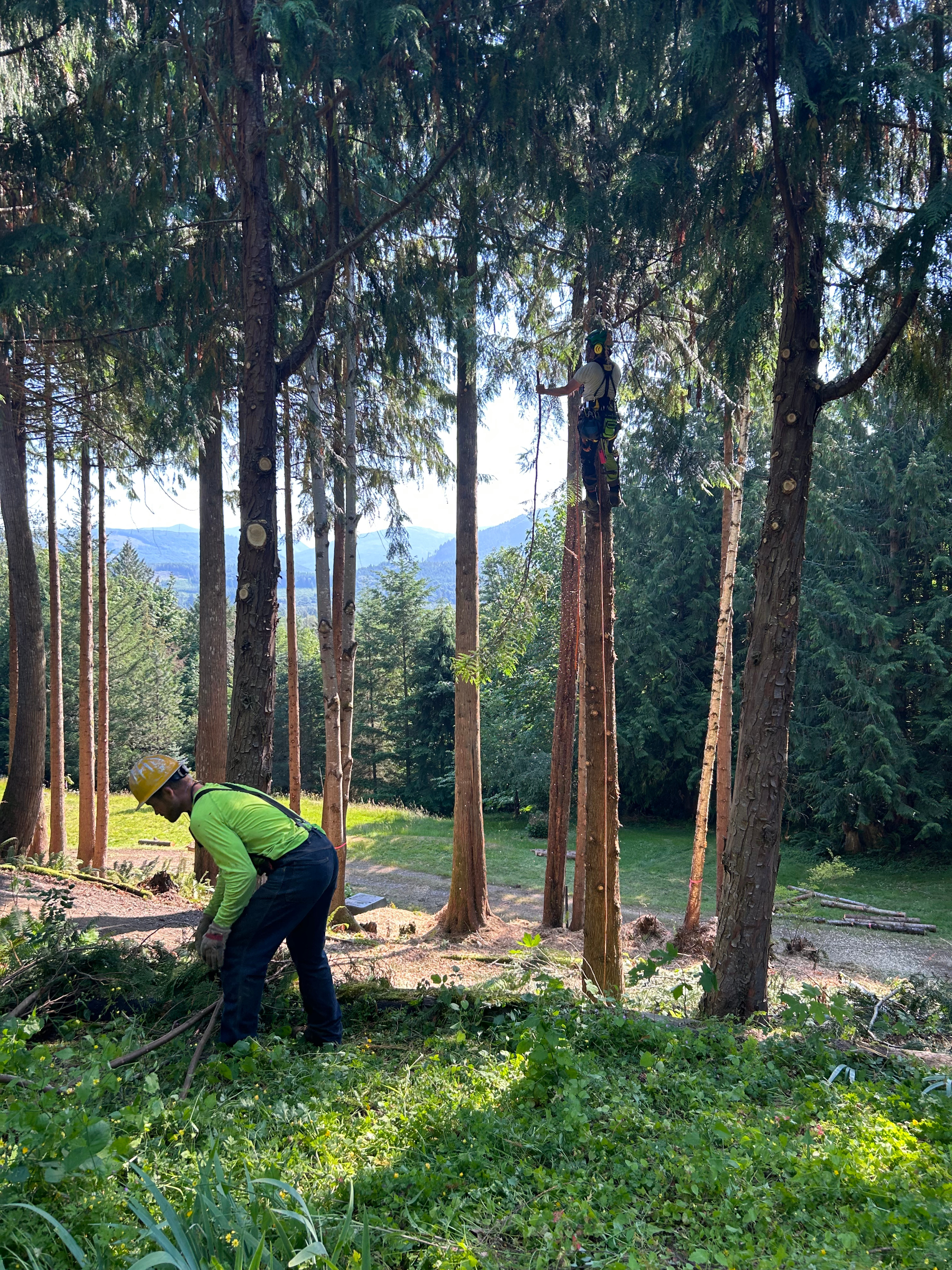 Steve's Tree Service