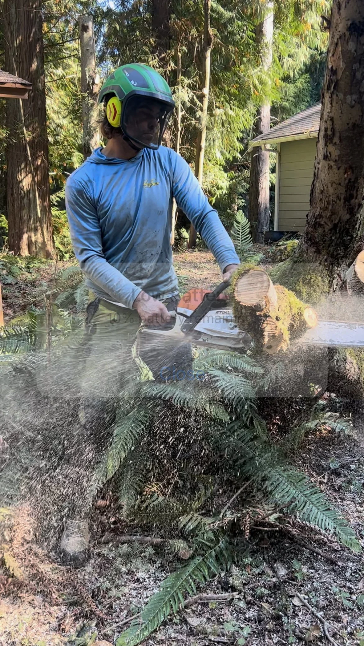 Steve's Tree Service