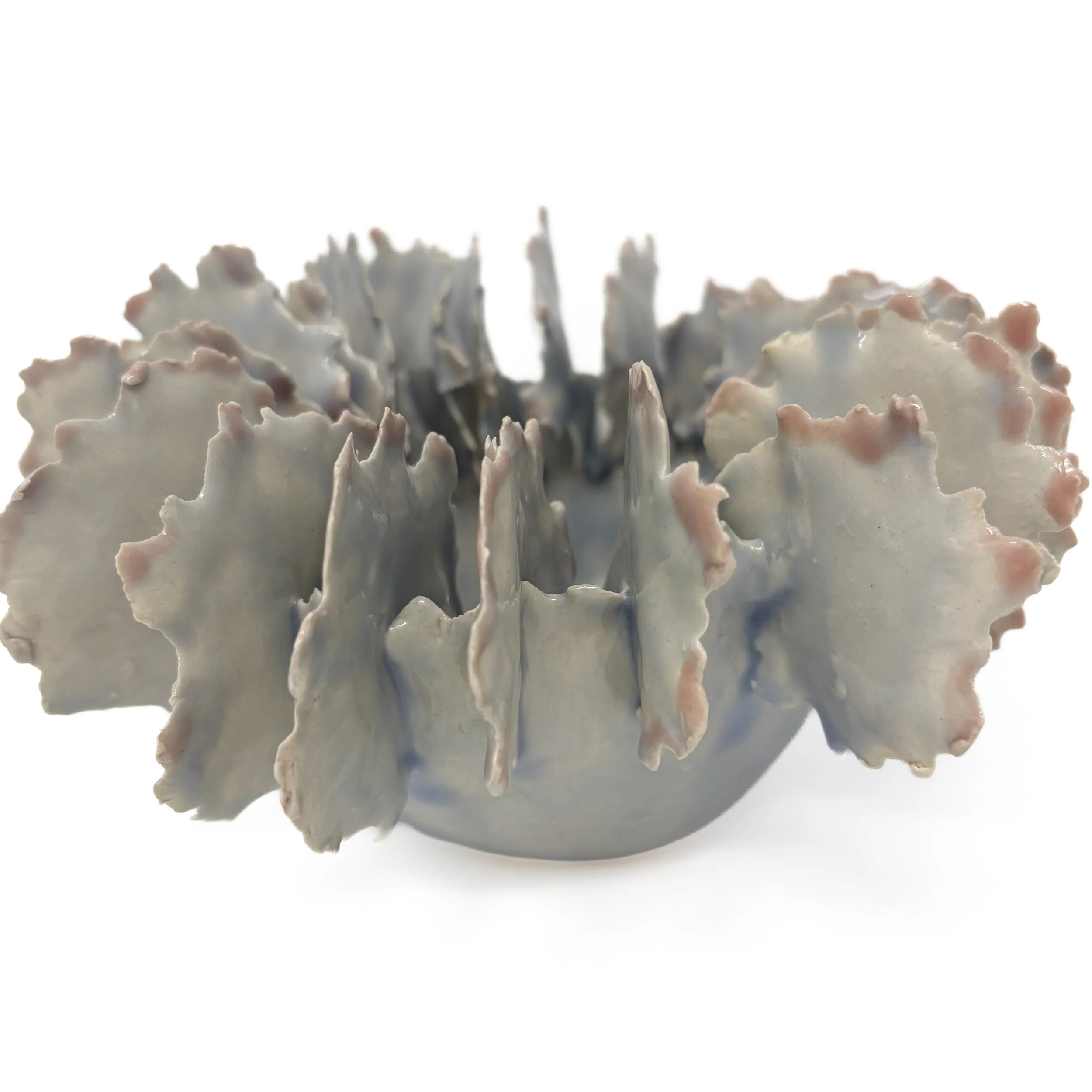 Sea Fan In Cream And Light Pink
5” H X 9” W