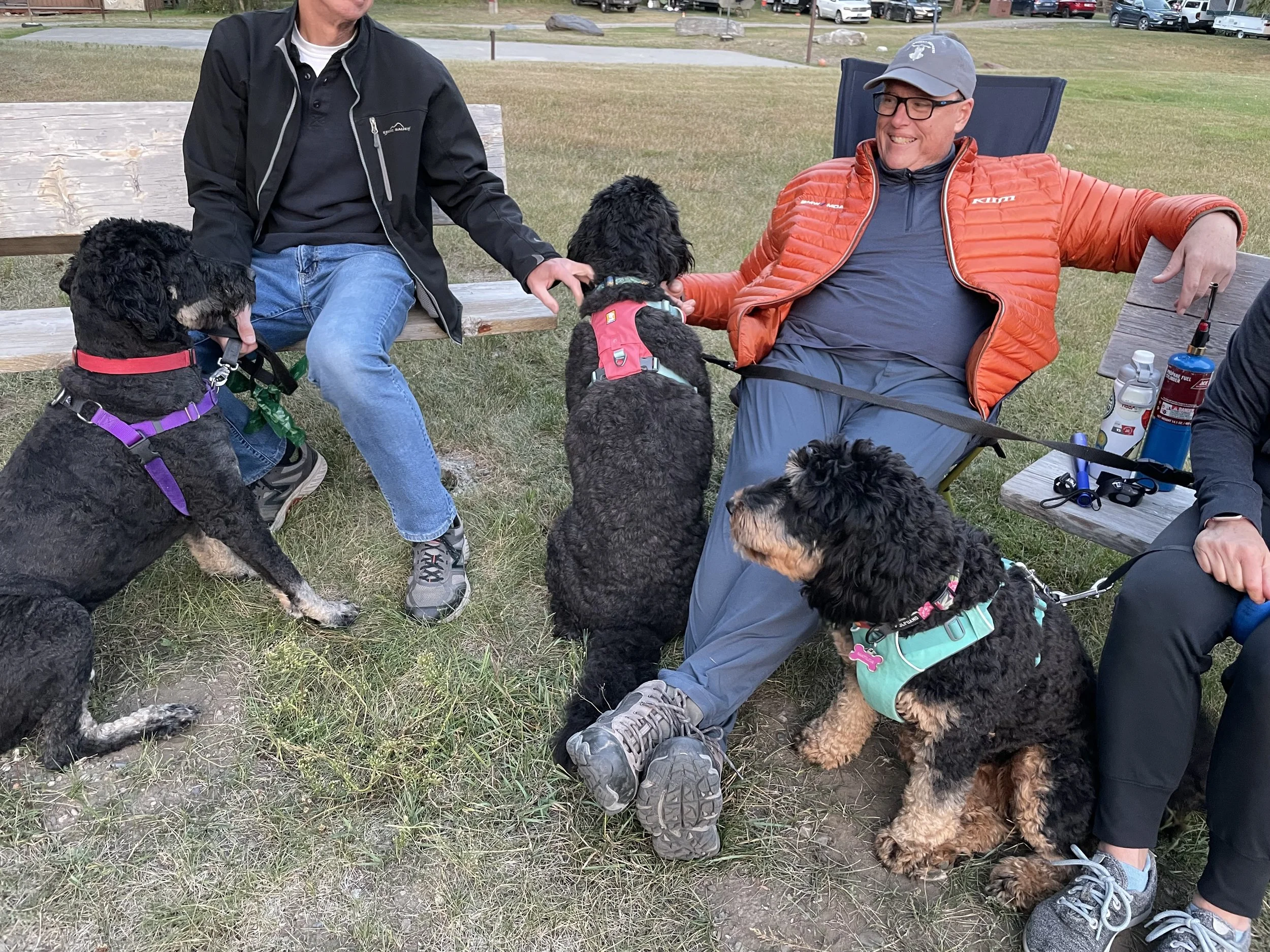 Two men sitting on park benches with four black and tan dogs, engaging in conversation outdoors. One man is wearing glasses, a gray cap, and an orange jacket, while the other is in a black jacket and jeans. The dogs are on leashes and are interacting with each other and the men.