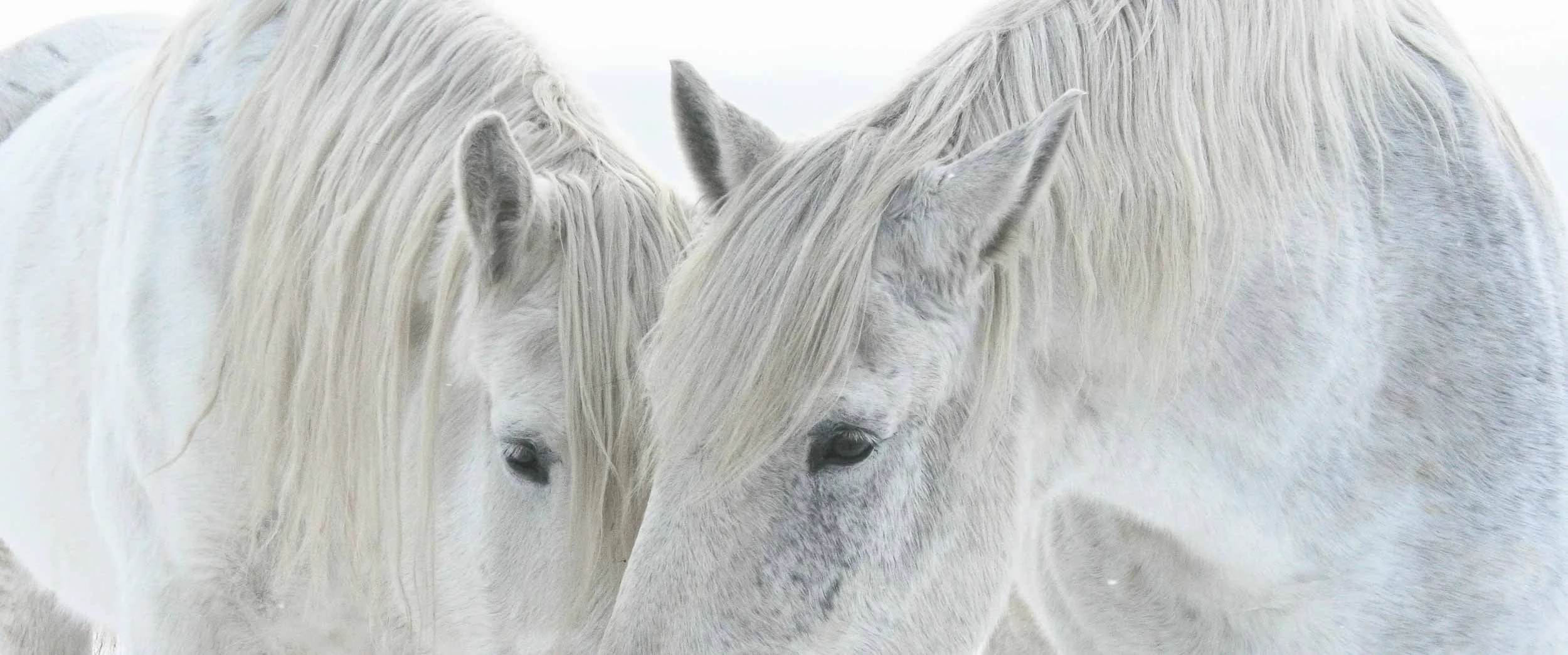 Close-up of two white horses with long, flowing manes touching and facing each other.