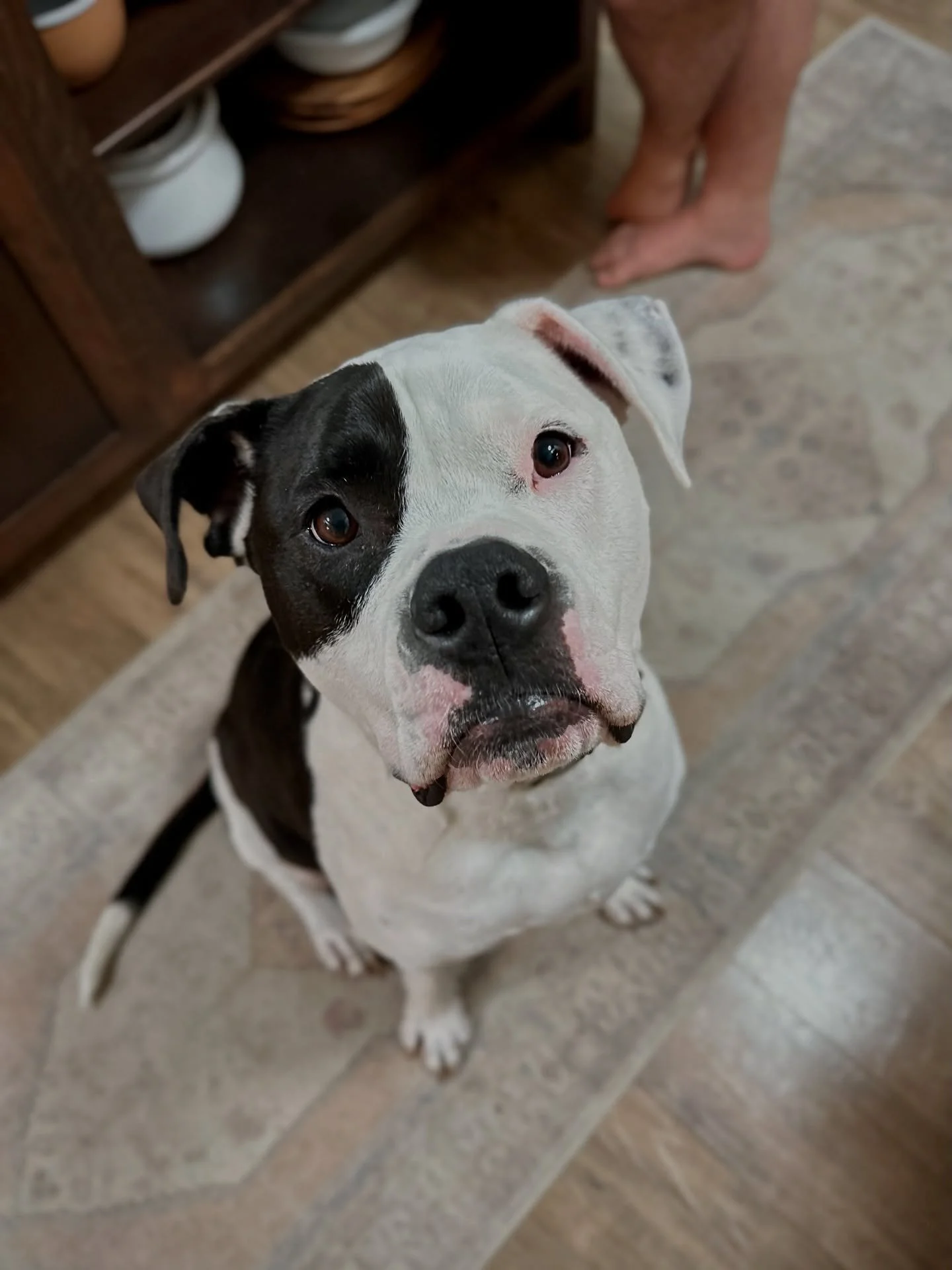 This bubby has been incredible in his new role as big brother the last few months. Before we brought Frankie home I tried to keep in mind that while we had nine months to prepare for a massive life change, his world was flipped upside down overnight.