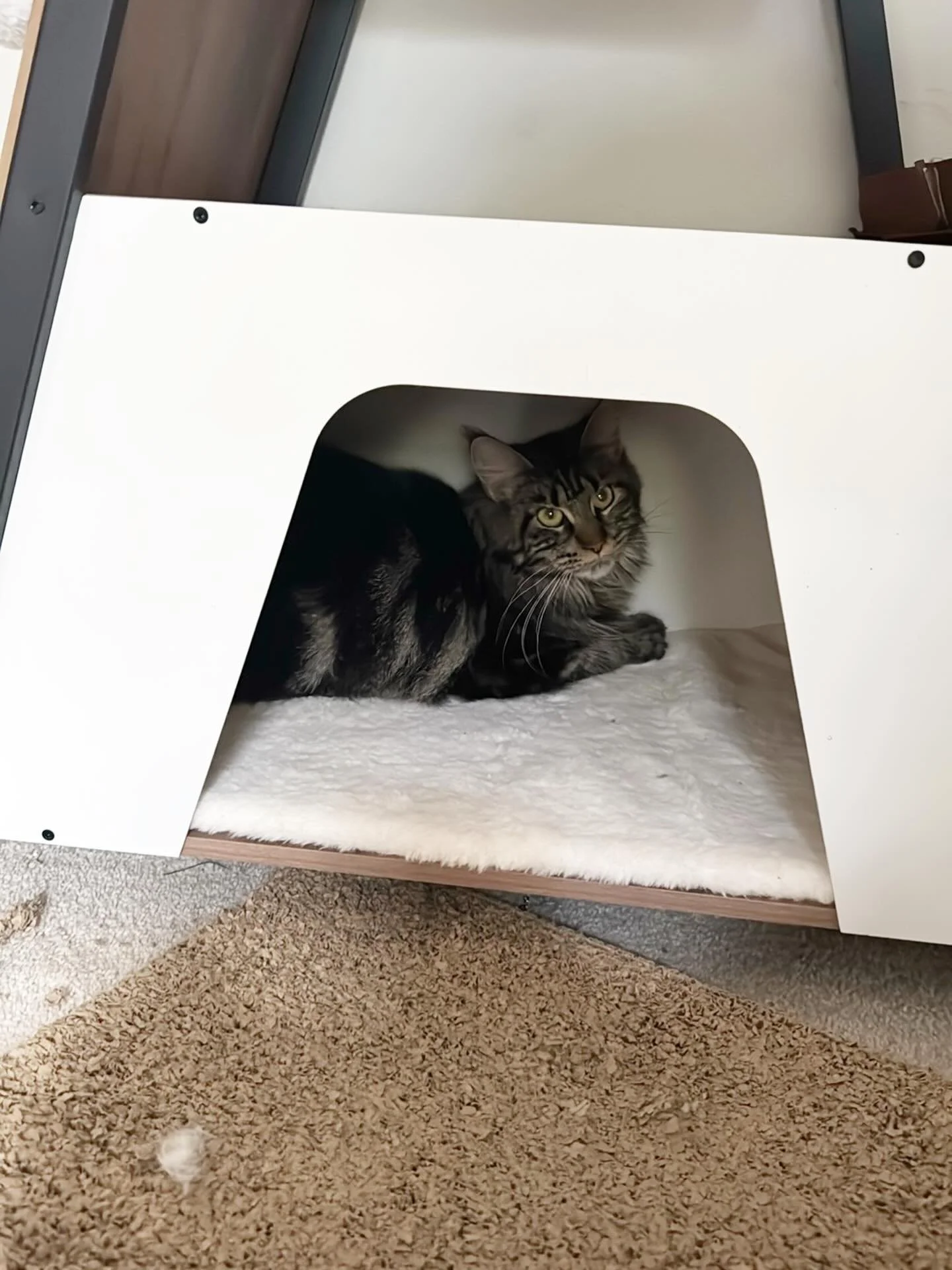 Hecate is about to have her very first litter in just a few days 💫
She can be seen here giving the stink eye because I brought her in from the cat building. Hecate would rather be with her friends and is pouting&hellip; unfortunately, mom duties are