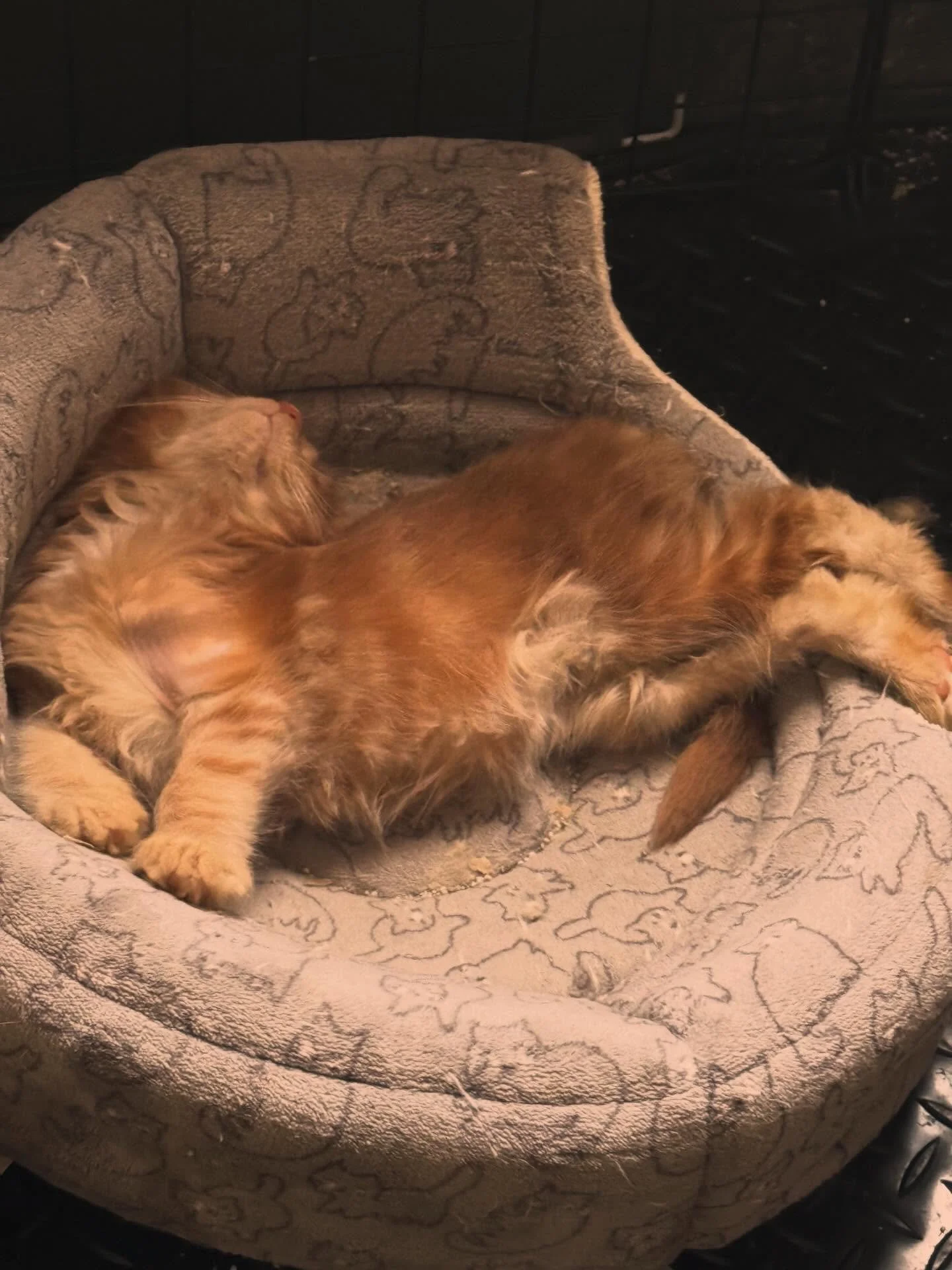 It&rsquo;s a hard life being this cute. #singularitymainecoons #jacksonville #mainecoonkitten