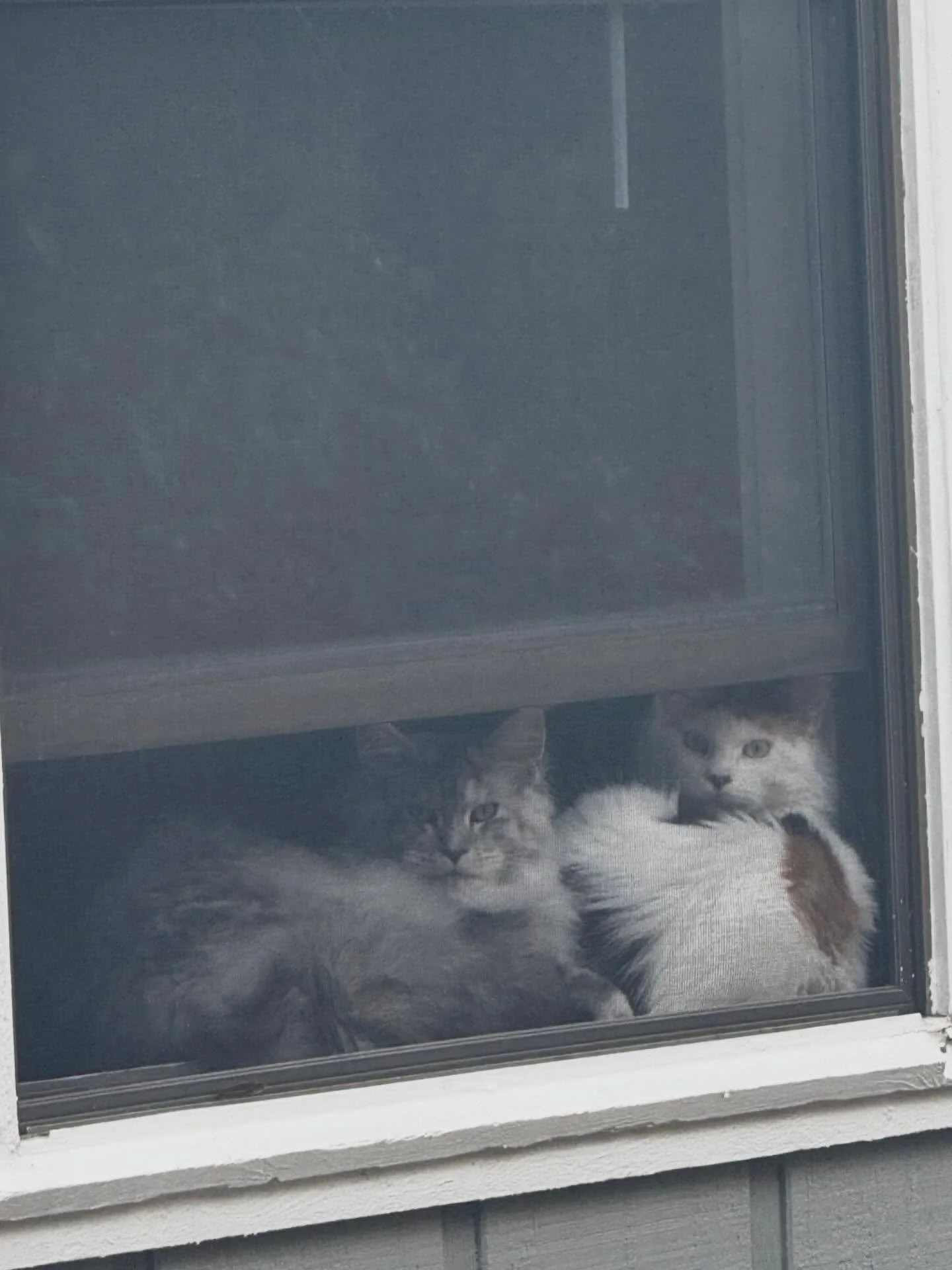 Elara and Citra&rsquo;s favorite spot. Both young juvenile queens that are going to be stunning once they are full grown. #queen #singularitymainecoons #jacksonville