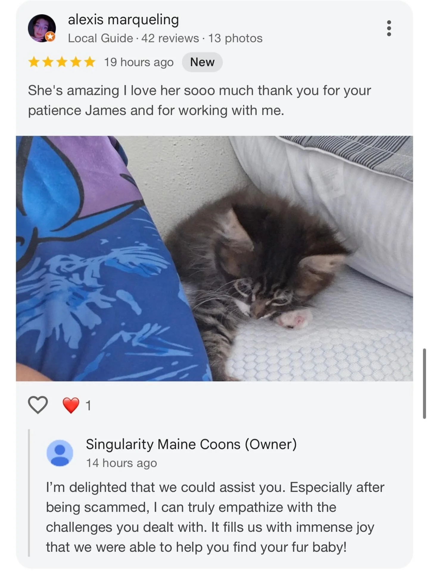 Another happy family! It&rsquo;s tough out there when searching for a kitten. The amount of scammers lurking is just a real plague for legit breeders and potential buyers. So happy we were able to help Alexis find her fur baby. #singularitymainecoons