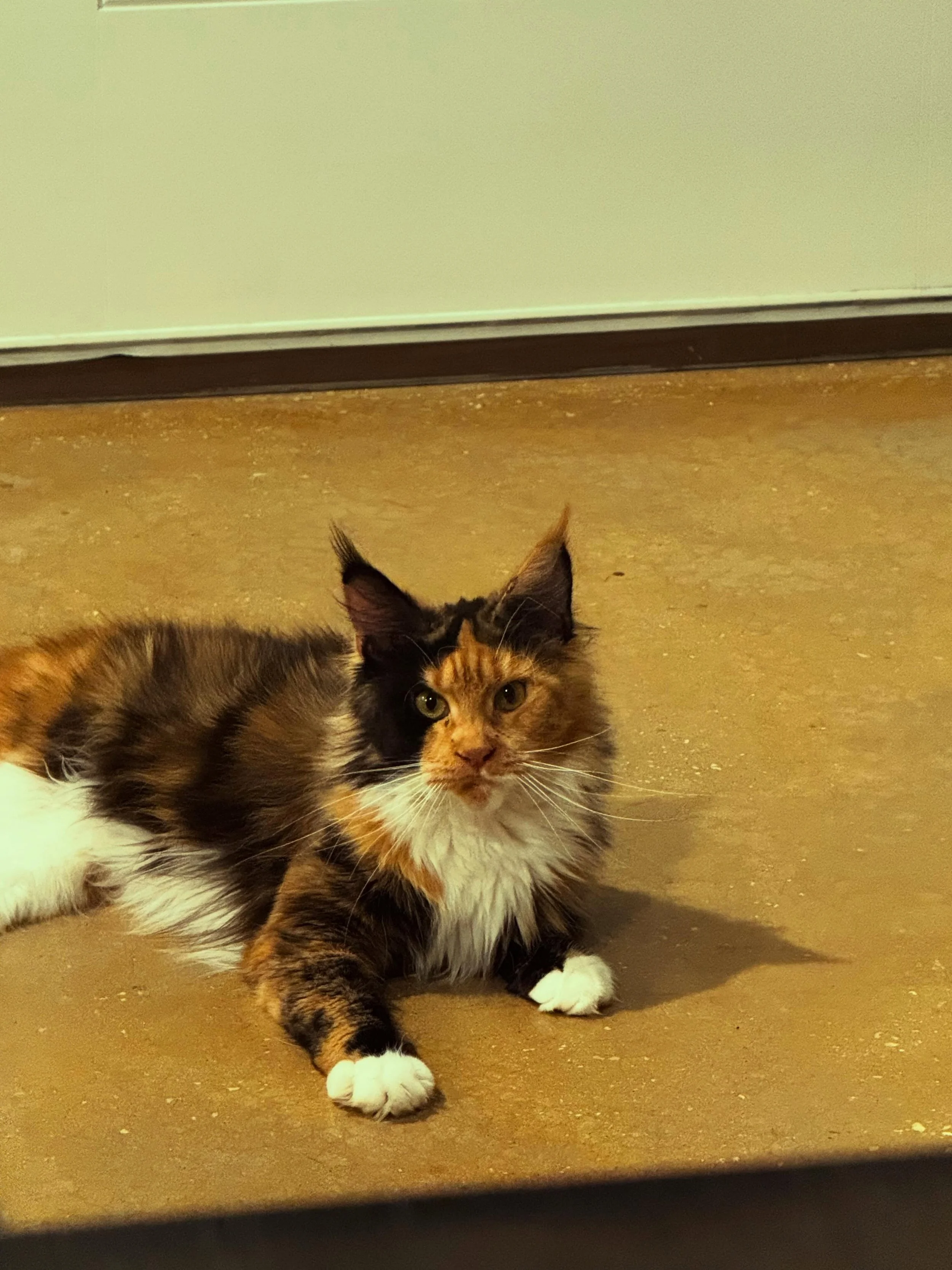 Pretty Prim posing for the camera 📷