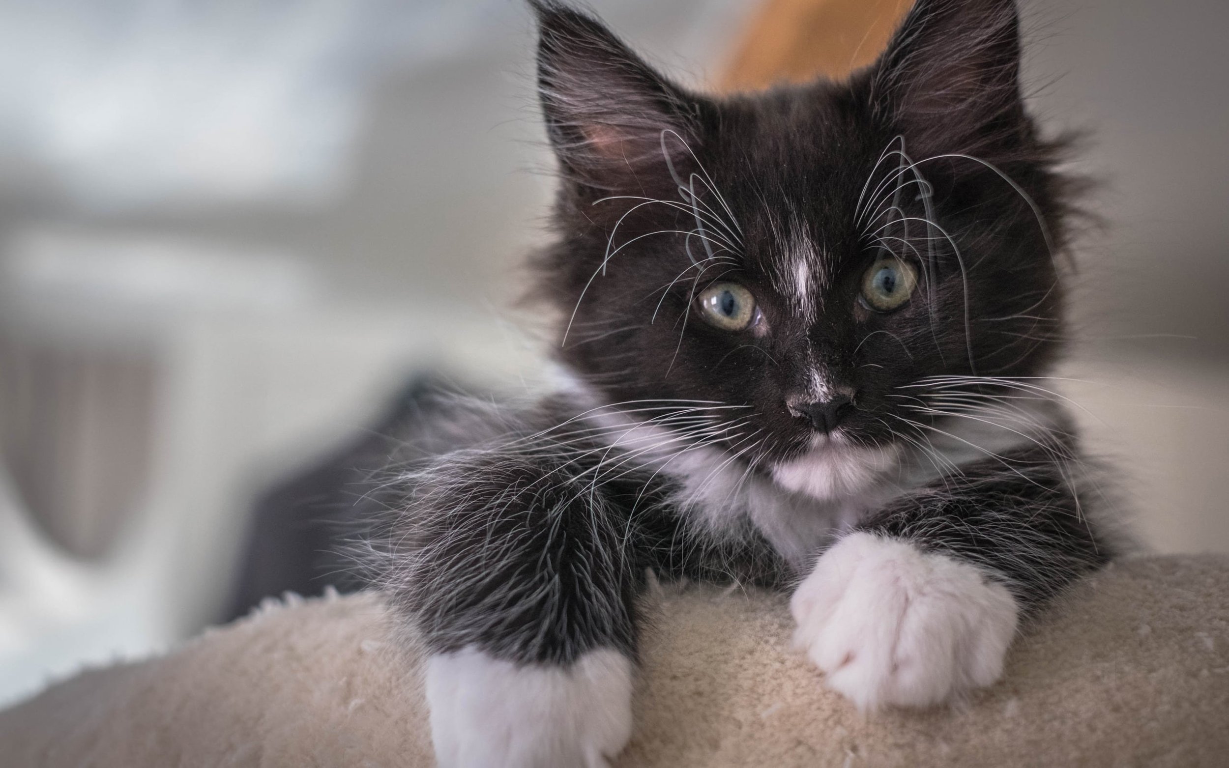 Tips for Having Your Kitten at Home | Singularity Maine Coons