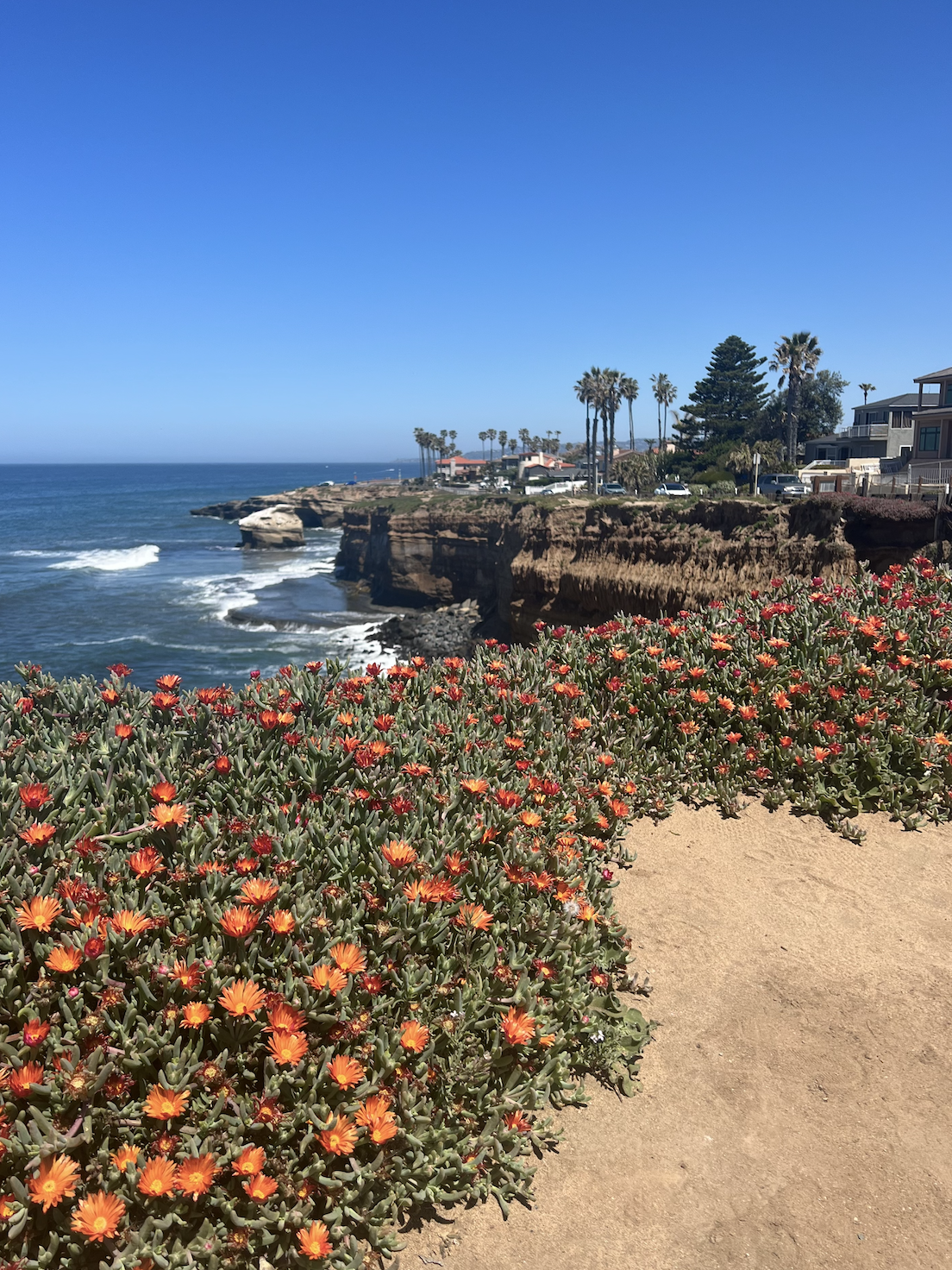 Coastal scene along Sunset Cliffs in Ocean Beach with orange flowers in the foreground, cliffs, and houses with palm trees under a clear blue sky.