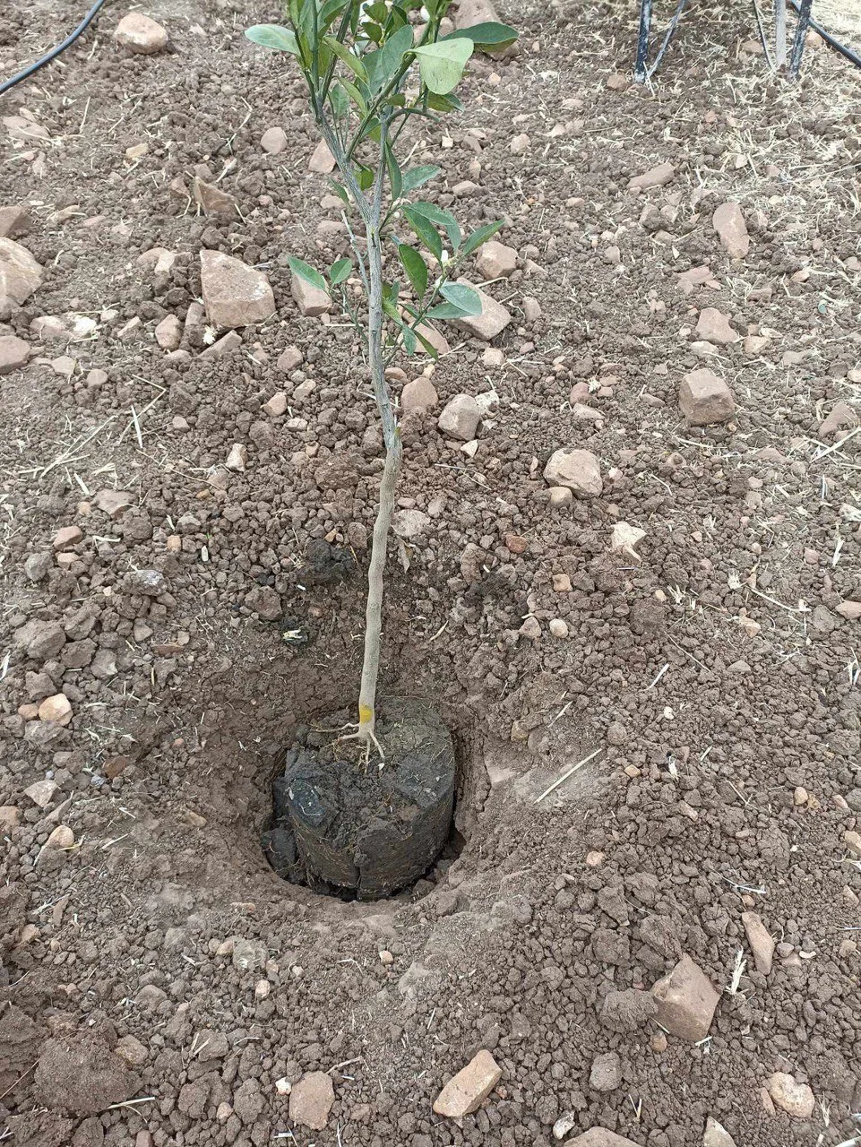 photo_2025-03-12 10.59.57.jpeg