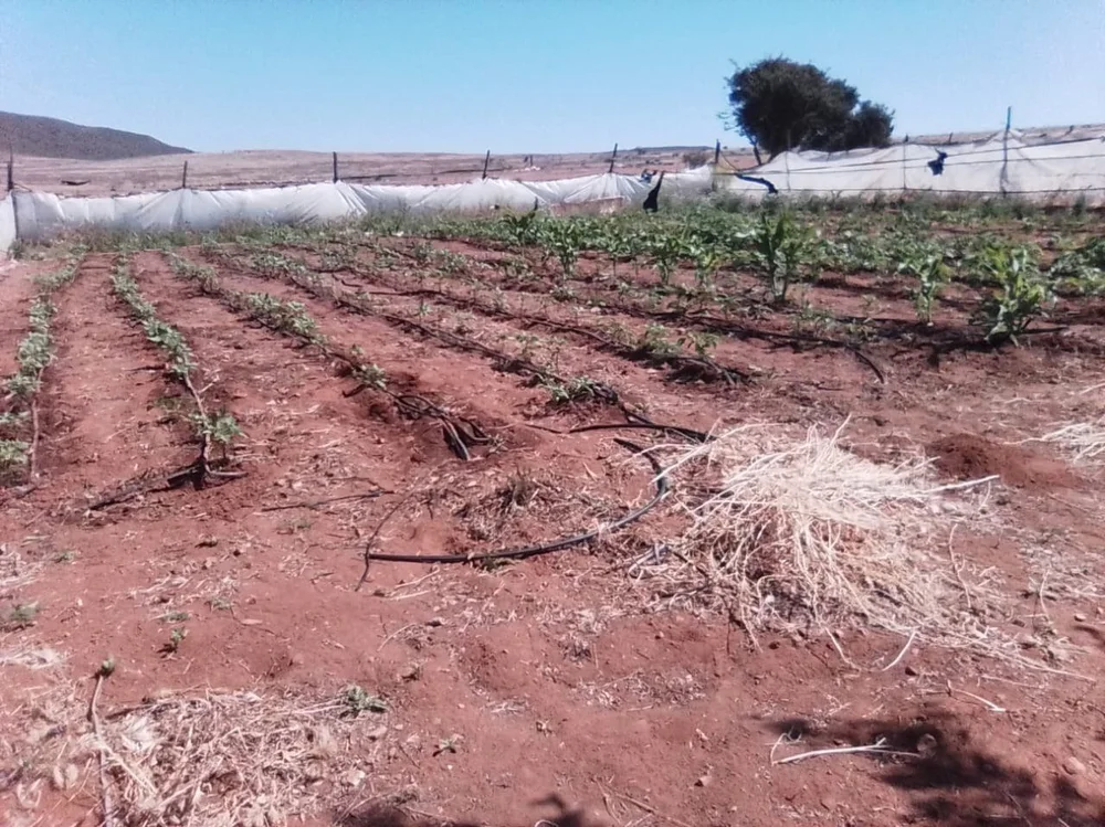 photo_2025-06-12 14.13.01.jpeg