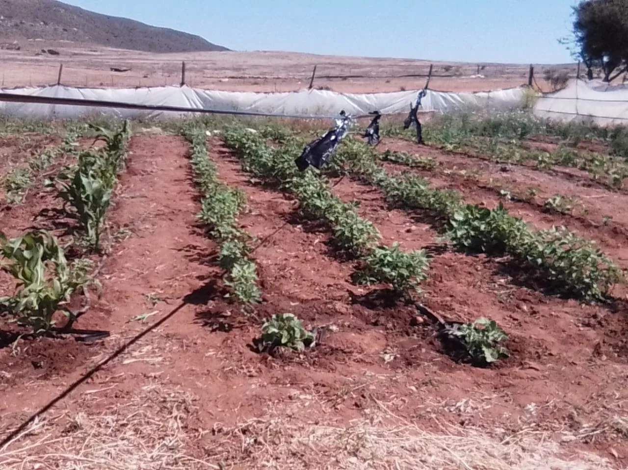 Celebrating Self-Sufficiency in God: Our Home Garden