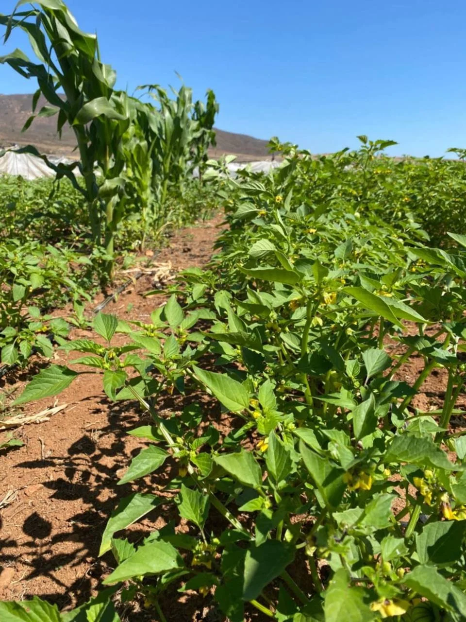 photo_2025-09-17 13.35.22.jpeg