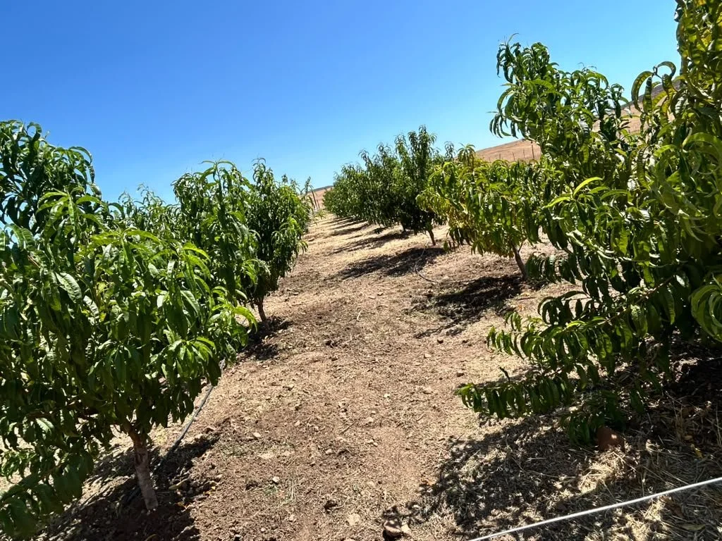 The RanchoCDP Orchard Founded 8/2025 