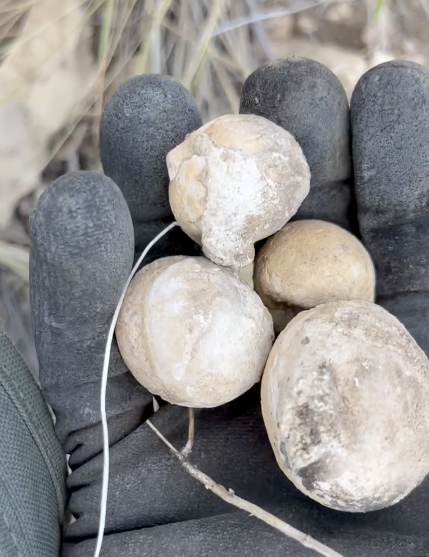 Some souvenirs to try on the saw back home.