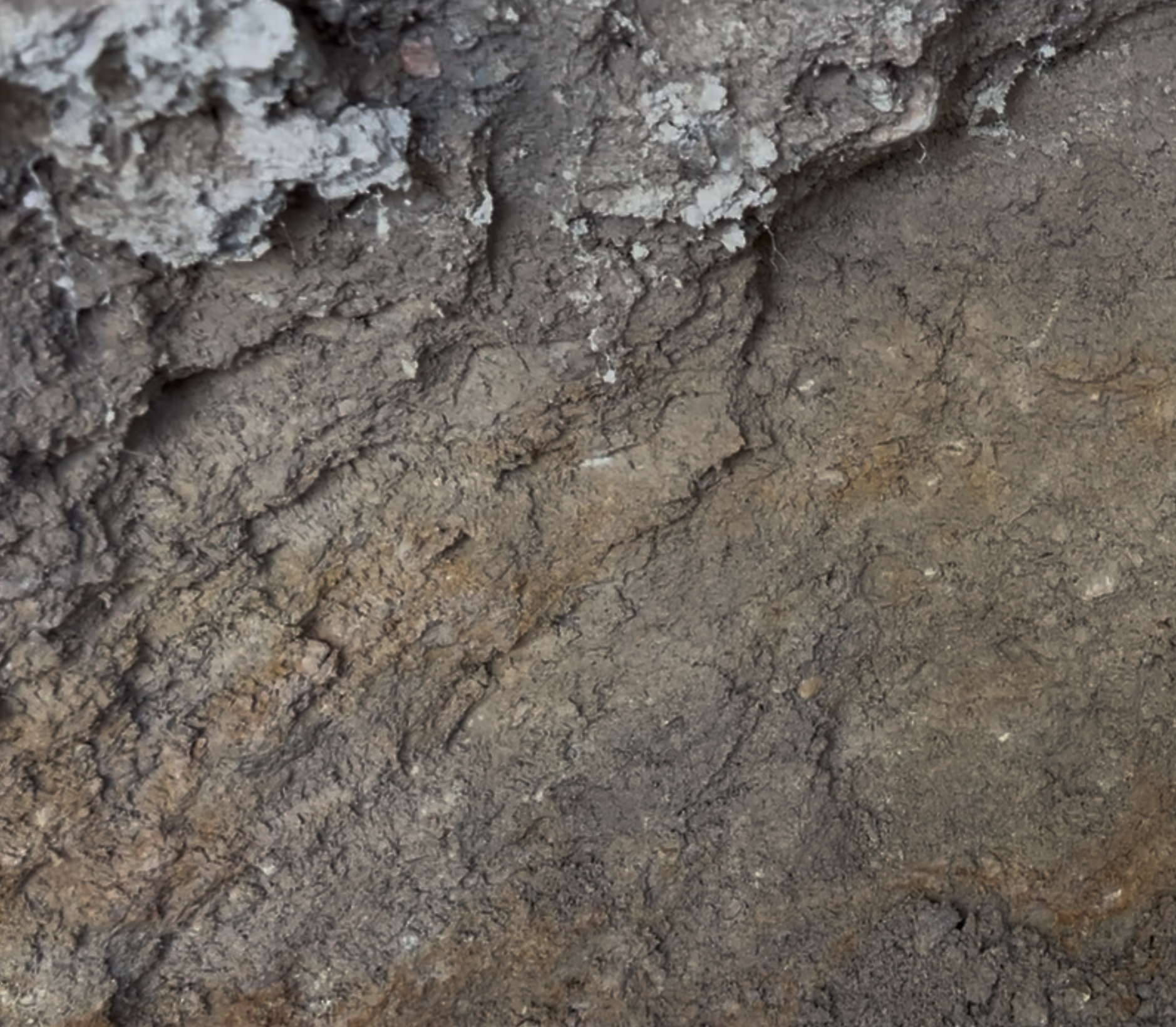 I returned in 2025 and the dirt was much more wet, which I thought made the digging easier.