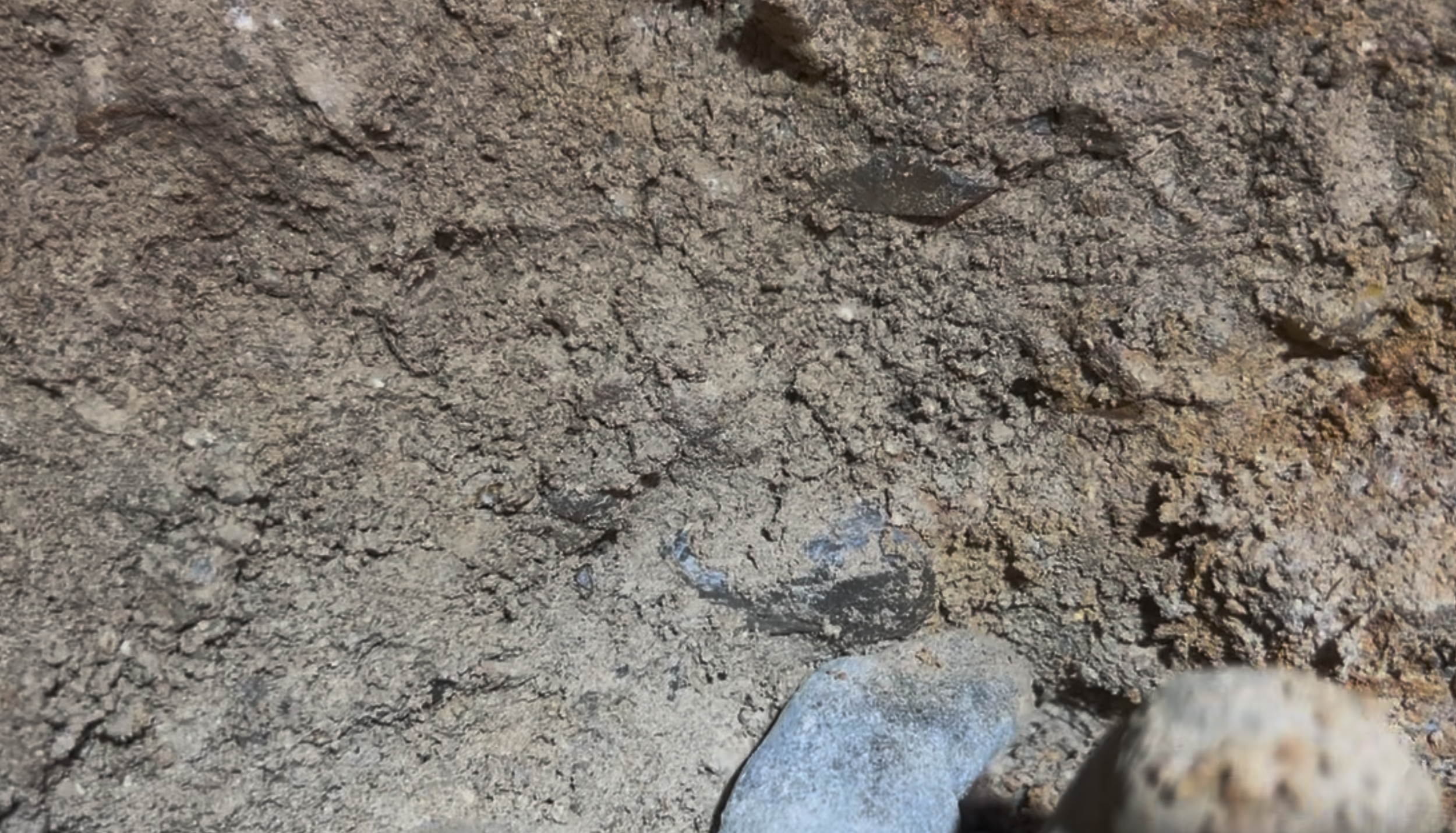 Right above my finger is a crystal packed into the mud.  This is how most of my best pieces were found.