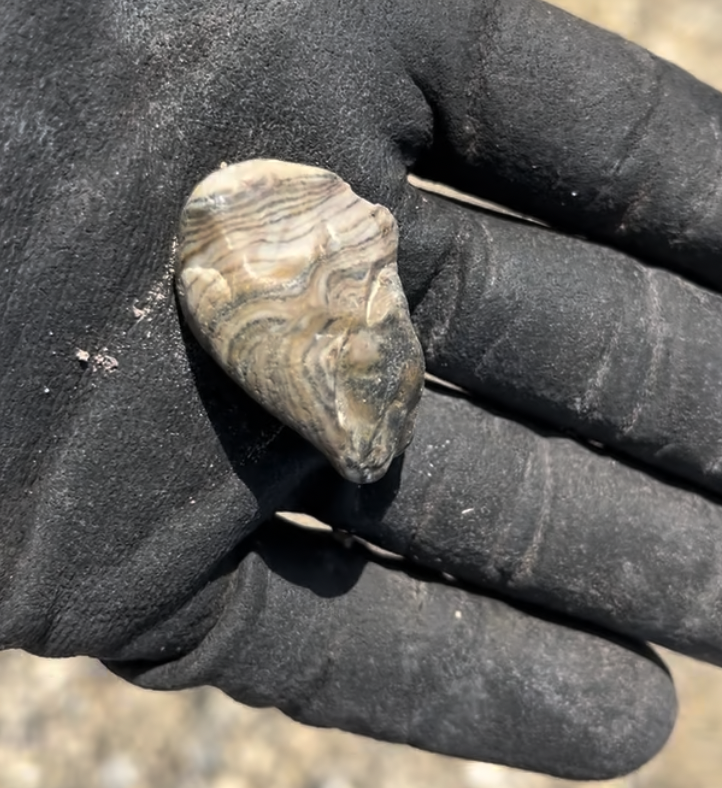 This is a prairie agate.  They are abundant and can look deceptively like Fairburn Agates at first.