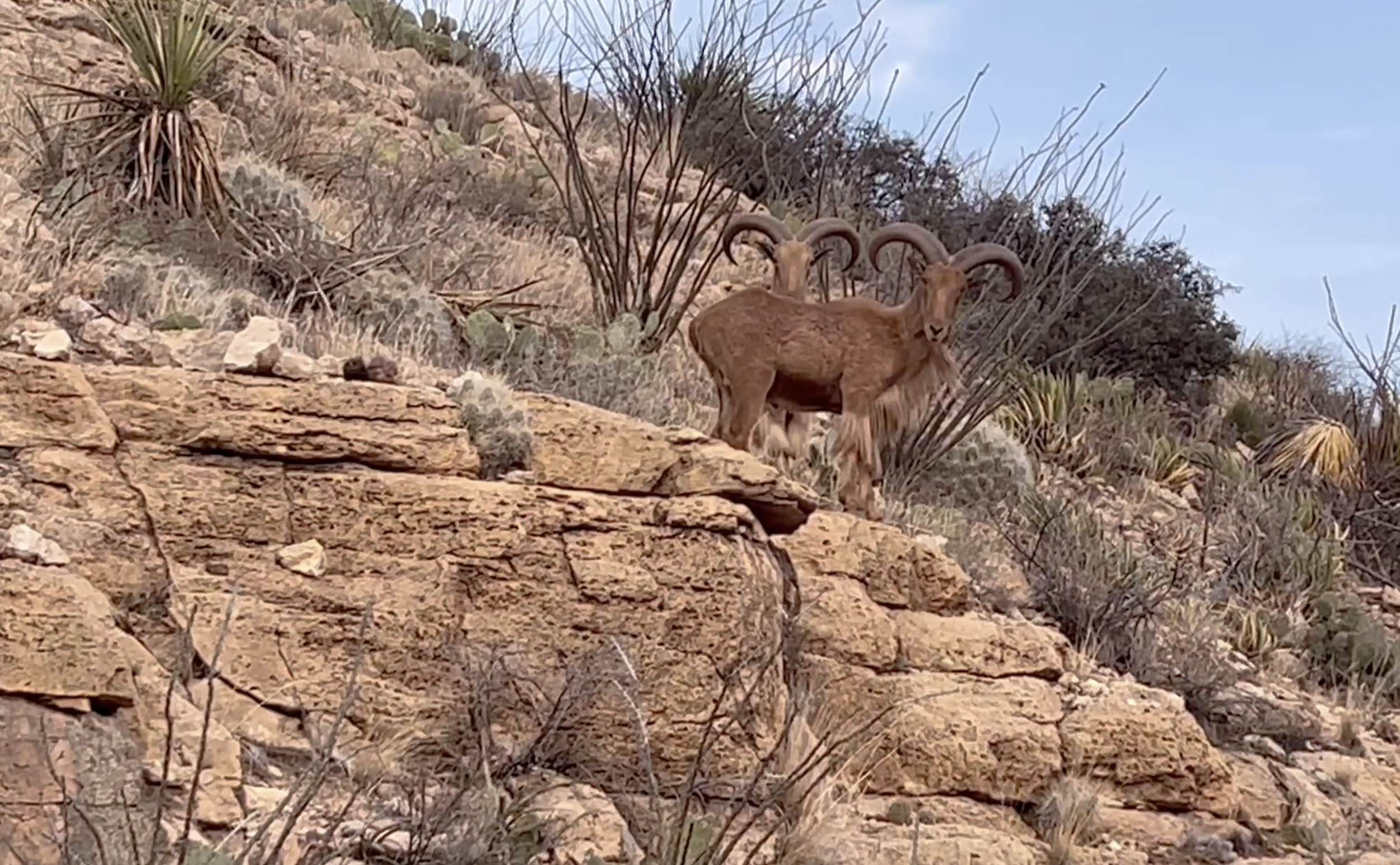 Two ibex I saw outside Carlsbad Caverns the next day.  There is an info sign about how they arrived in New Mexico in the parking area of Rockhound State Park - it's an interesting story.