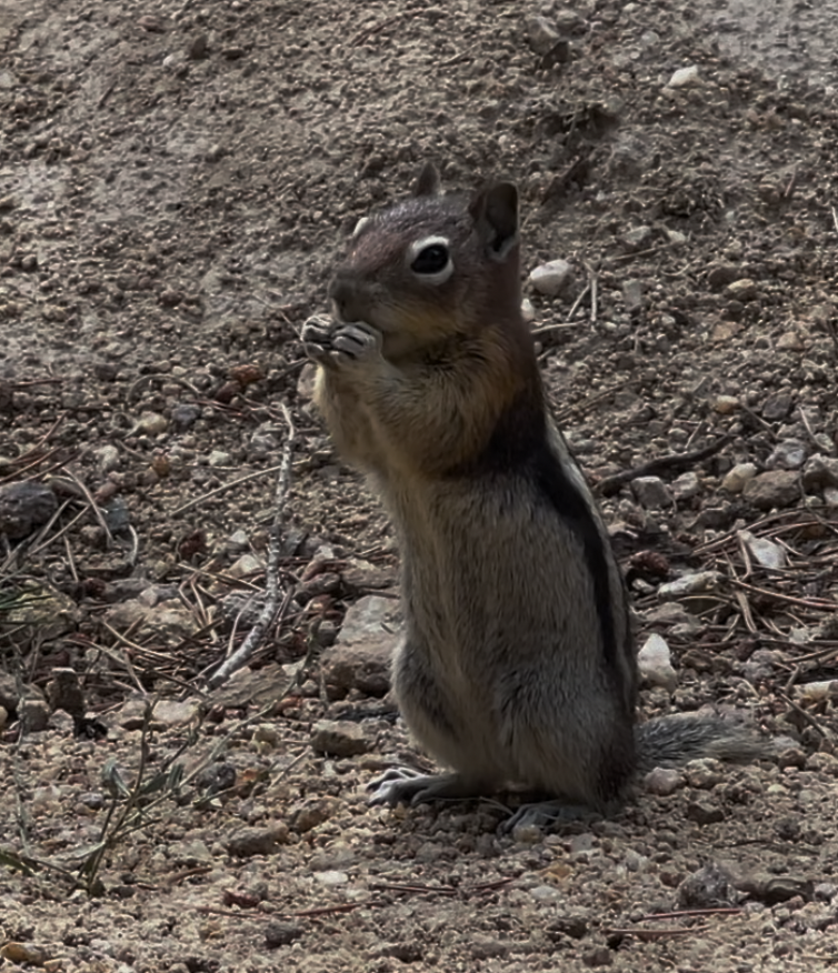 You'll likely notice the chipmunks enjoy human company.