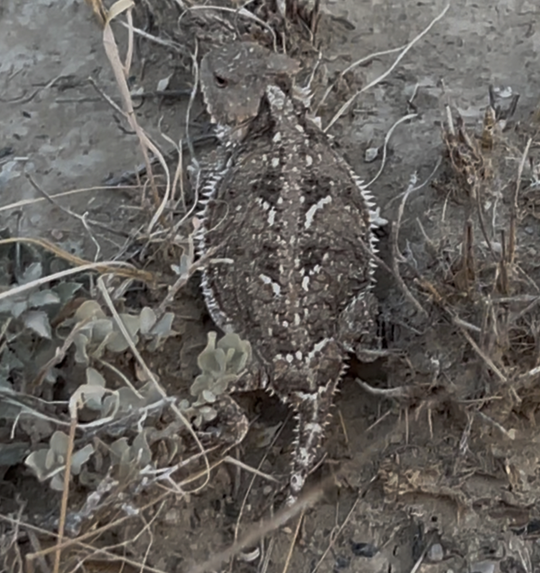 My friend at camp for the night.