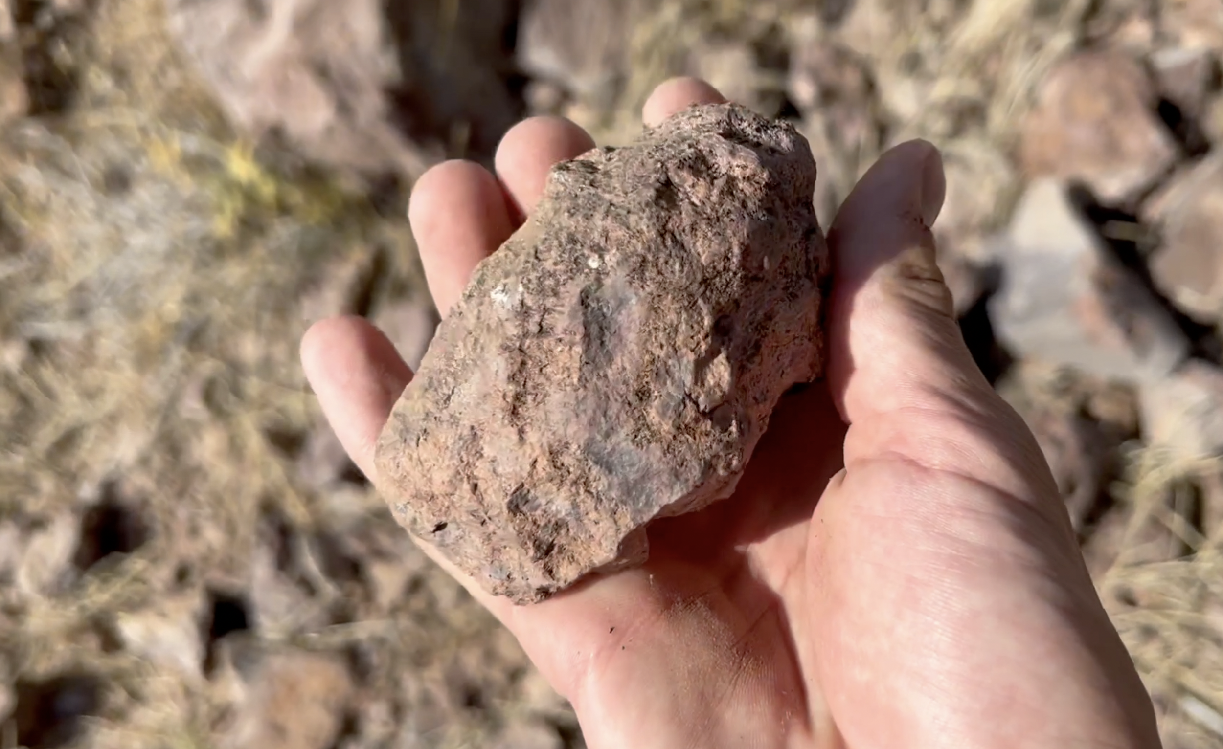 I think this could be a thunderegg.  Still have yet to cut it, unfortunately