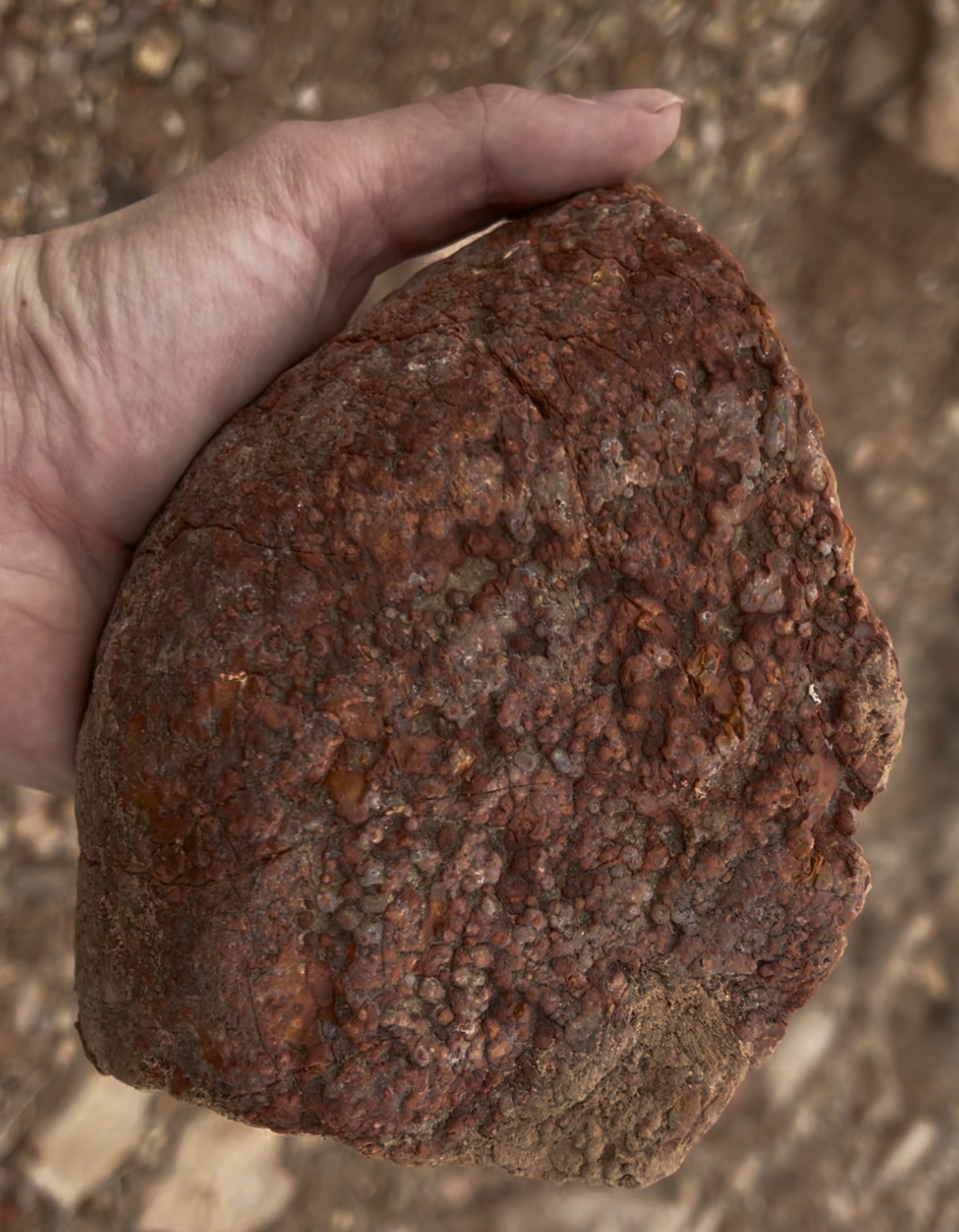 This could make for some interesting lapidary material, but you'll have to be selective to find pieces without fractures.  Many have quite a few cracks in them.