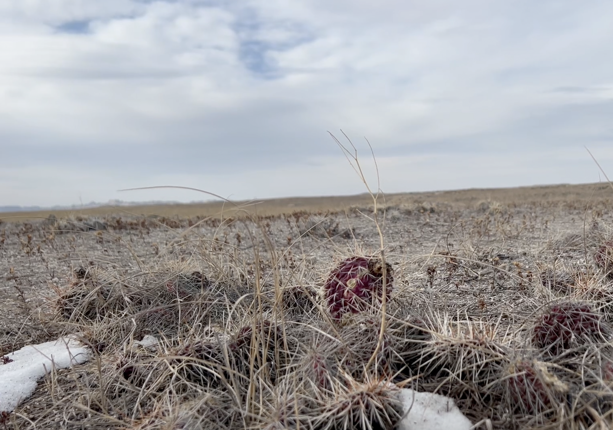 The West has an interesting amount of places with both cactus and snow.  