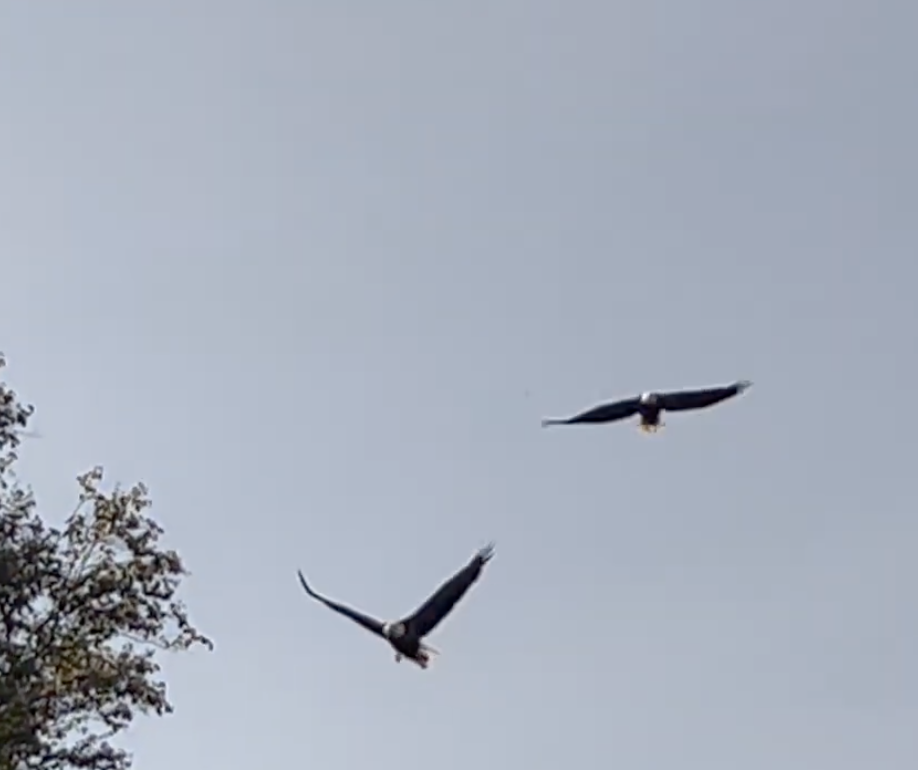 Another photo of the bald eagle encounter.