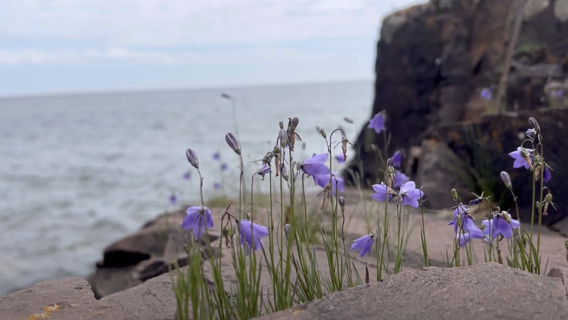 Wildflowers seemingly growing out of stone.