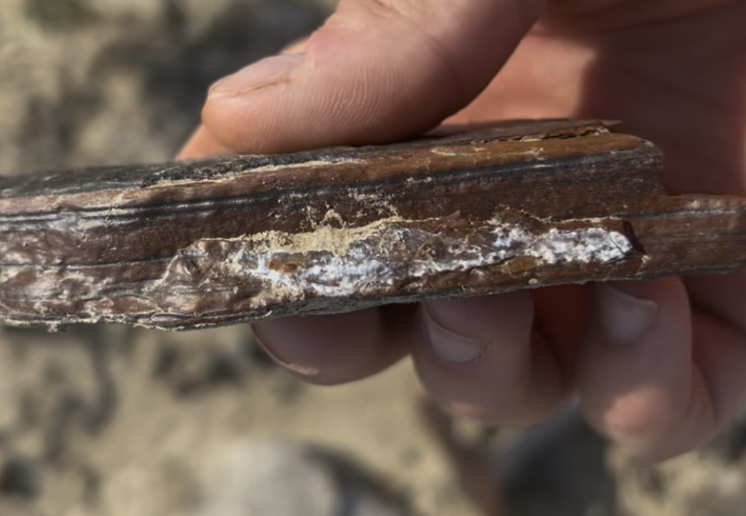 These were about the biggest pieces I came across out here.  I didn't dig, just walked a mile or two on the surface.