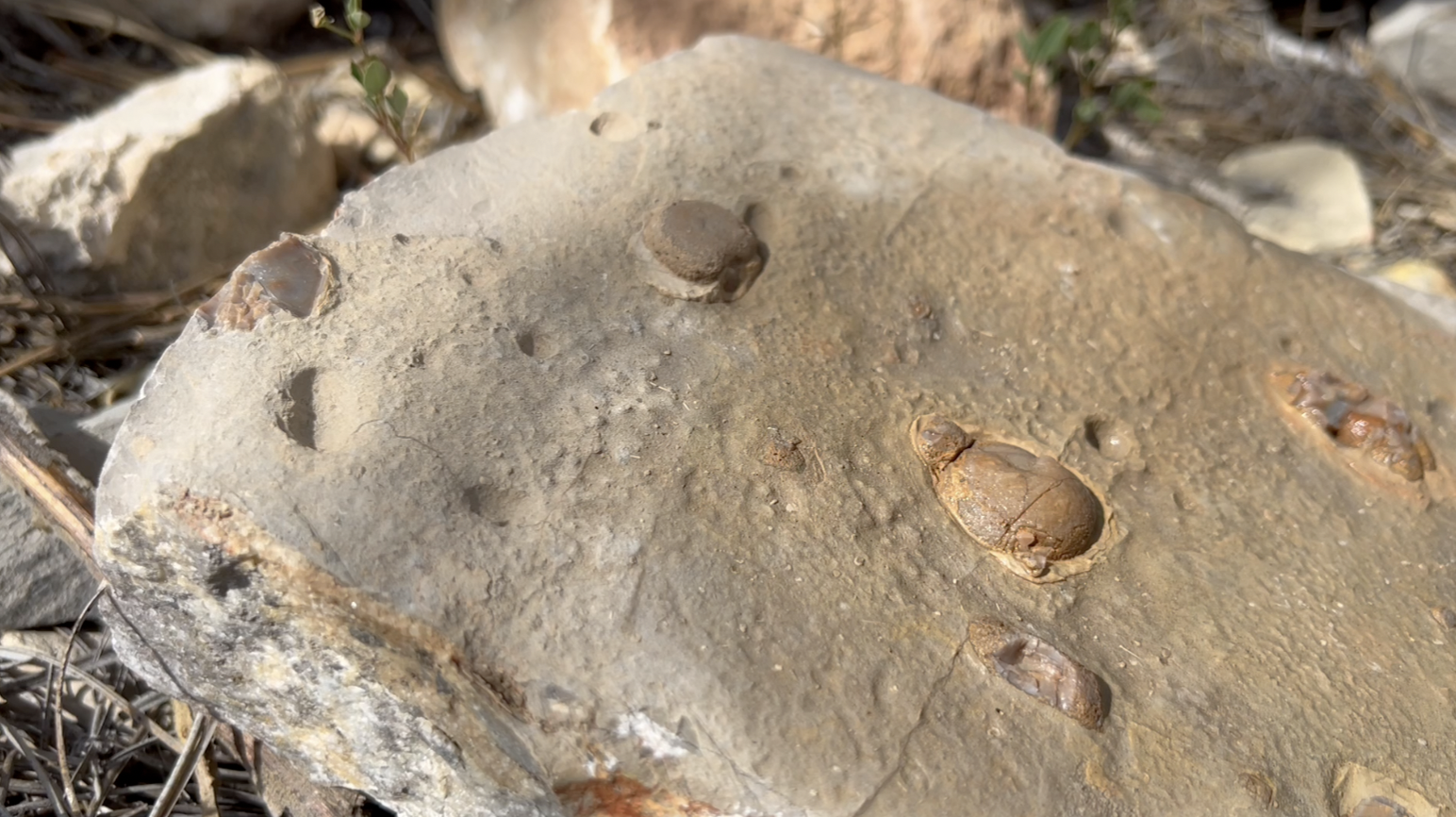 These are some chert nodules, still within the limestone matrix rock.