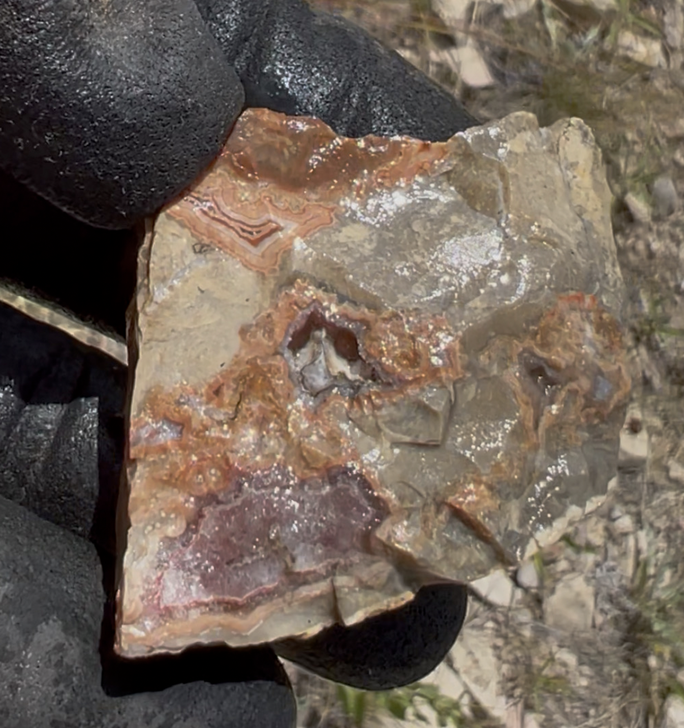 This one had multiple patches of nice color and banding.