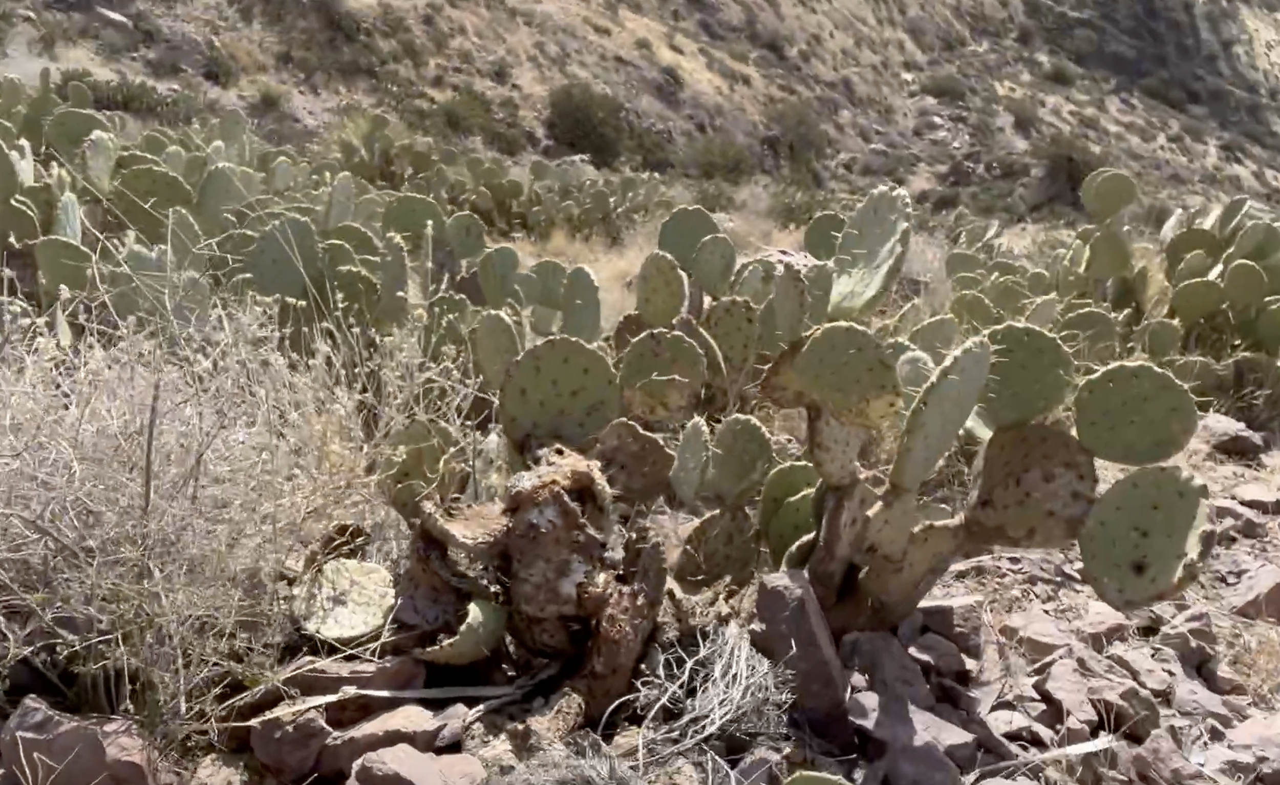 Tons of cacti up here.