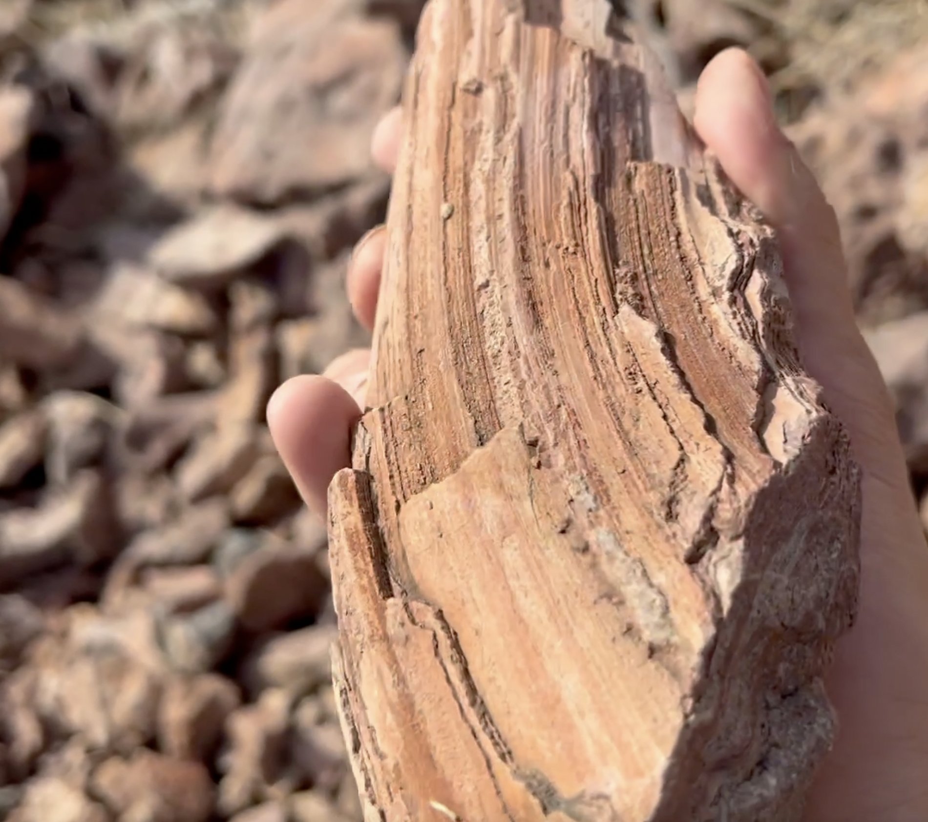 I thought this was petrified wood but I think it's actually rhyolite.