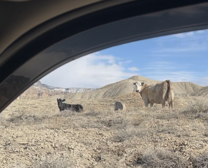 The locals you may meet in the area.