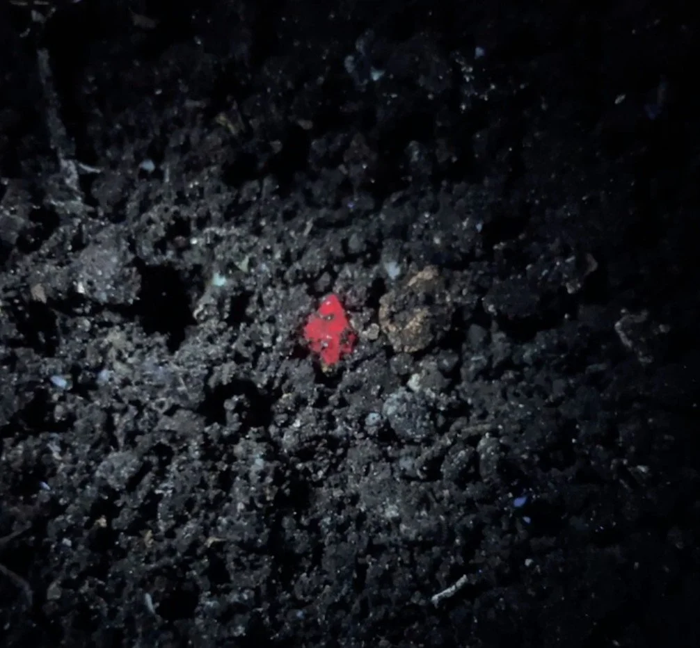 I was able to visit with a club and we searched through some piles of dirt the mine brought out for us. This one was one of two large rubies I found.
