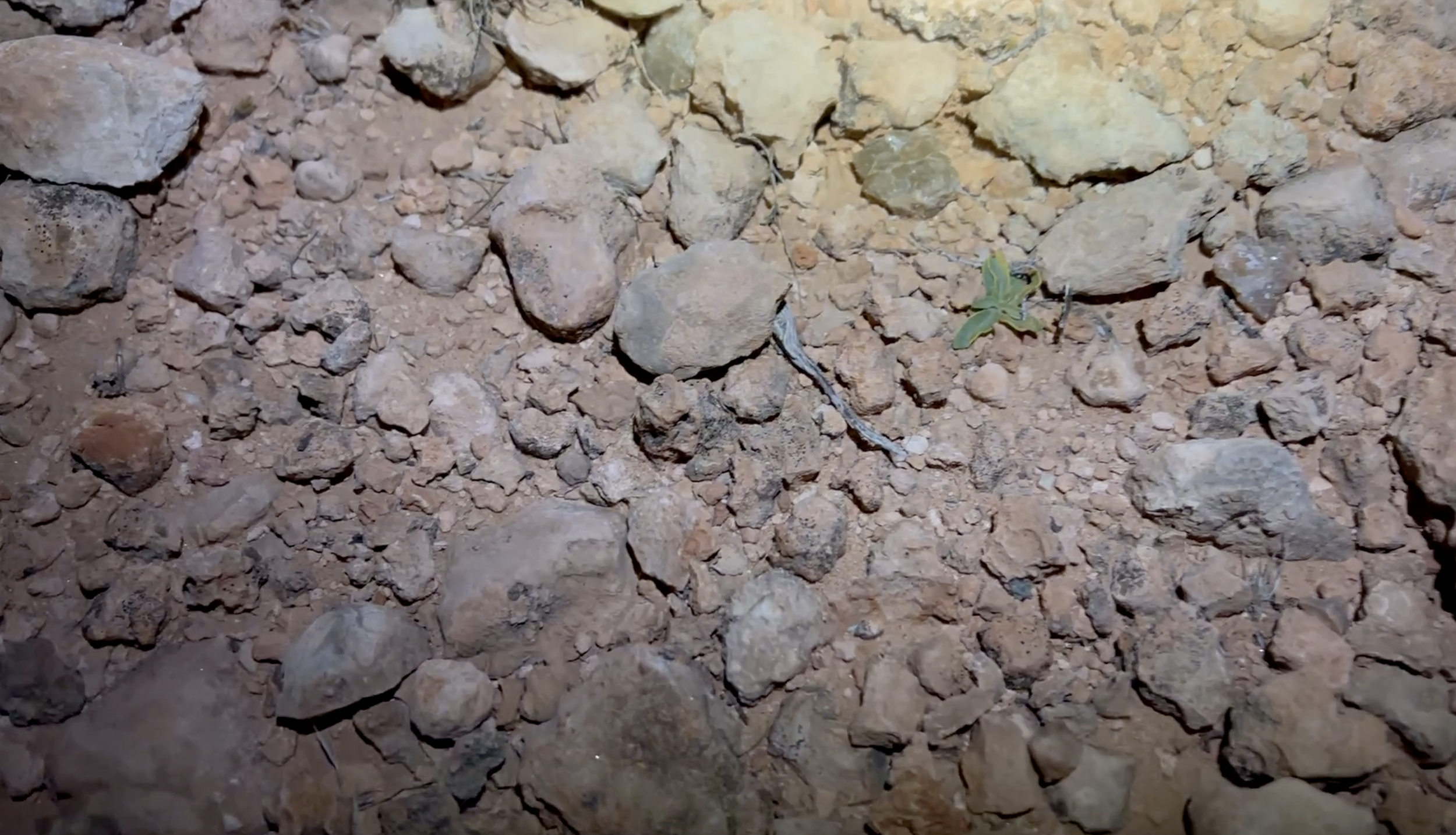 Exploring at nighttime with a headlamp.  They still stick out pretty easily.