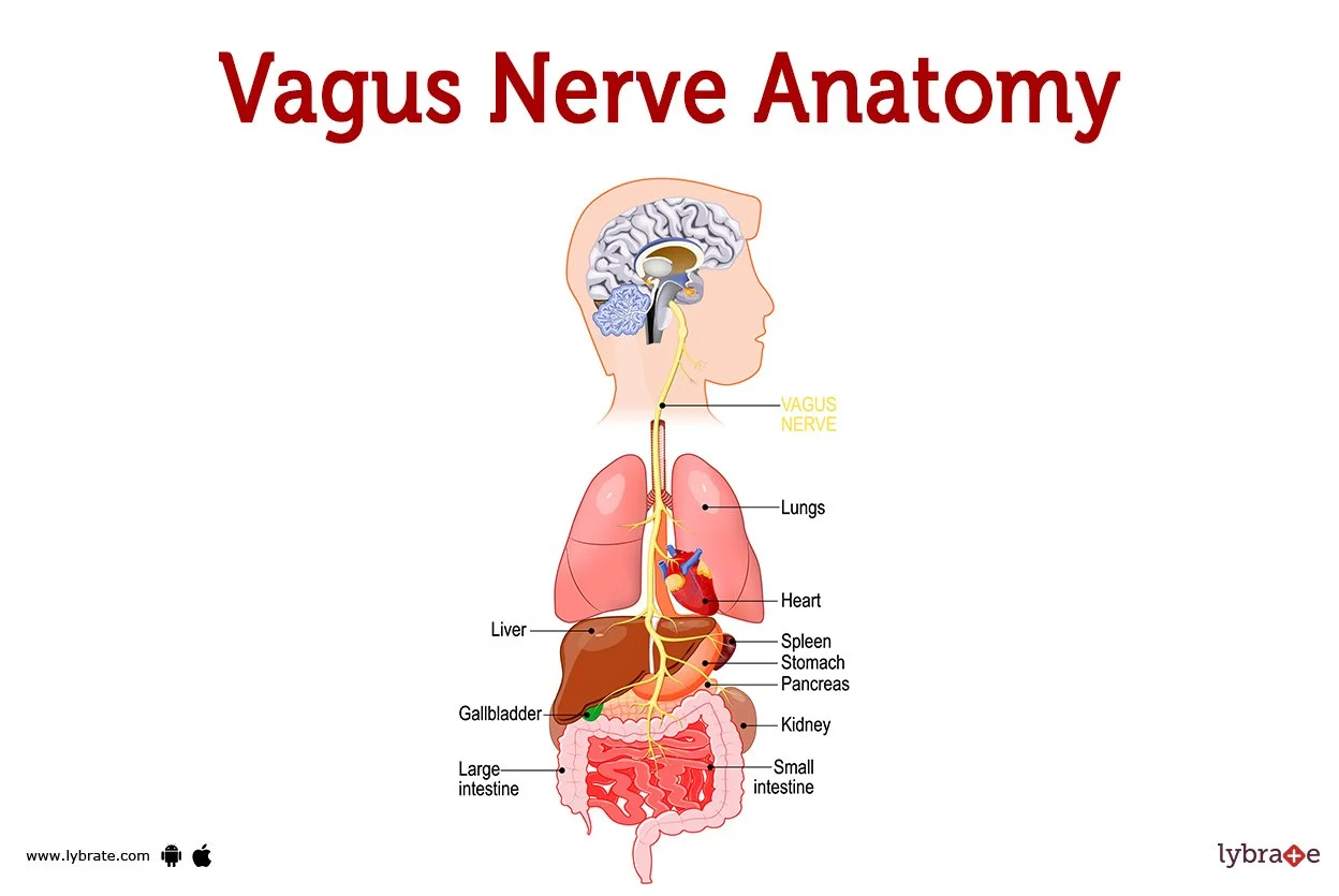 image-of-the-vagus-nerve.jpg