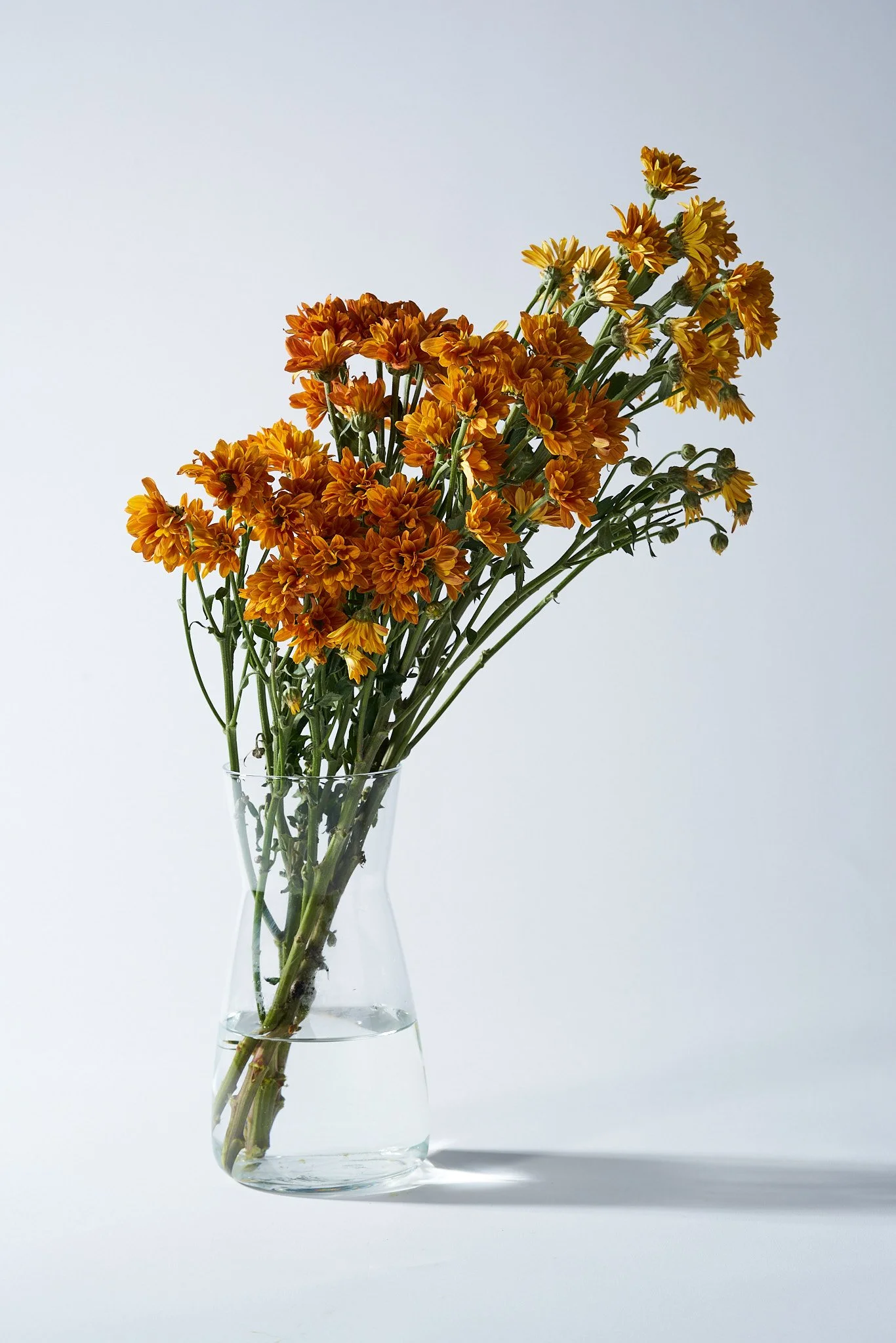 Flowers_05596.jpg