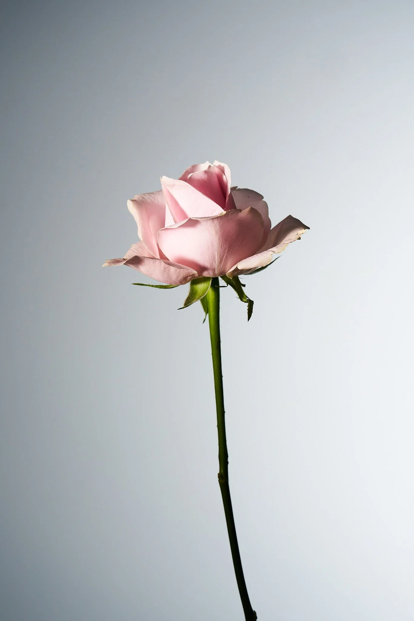 Flowers_0014.jpg