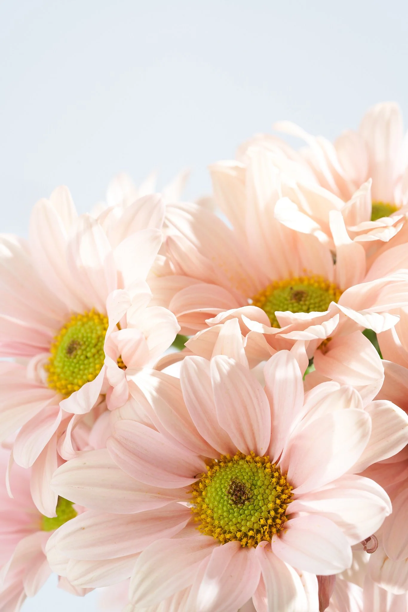 Flowers_0004.jpg