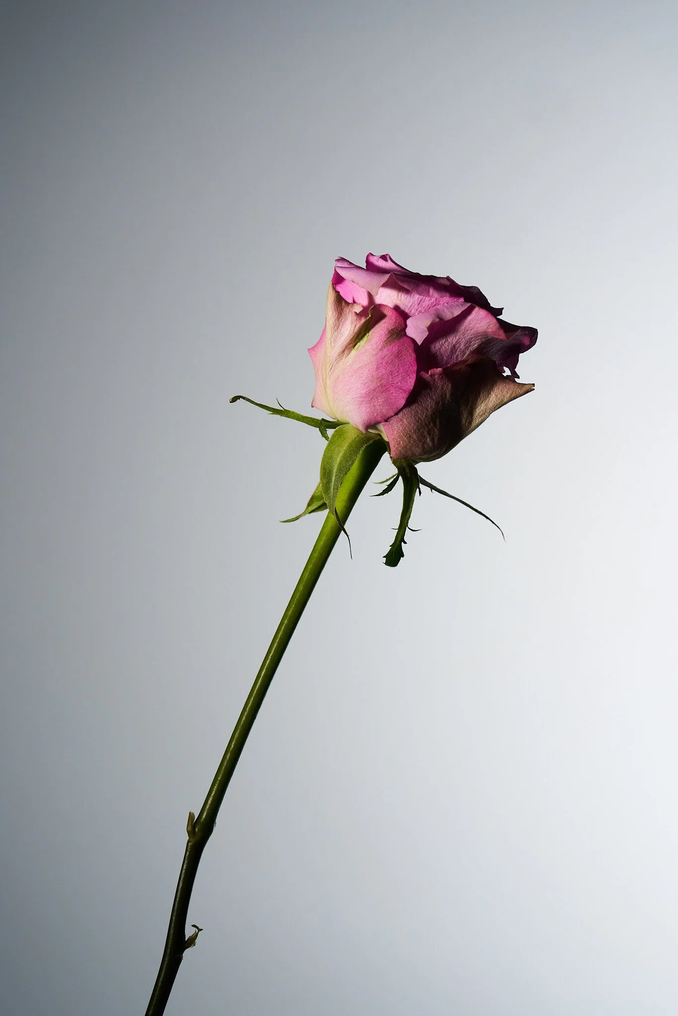Flowers_0015.jpg