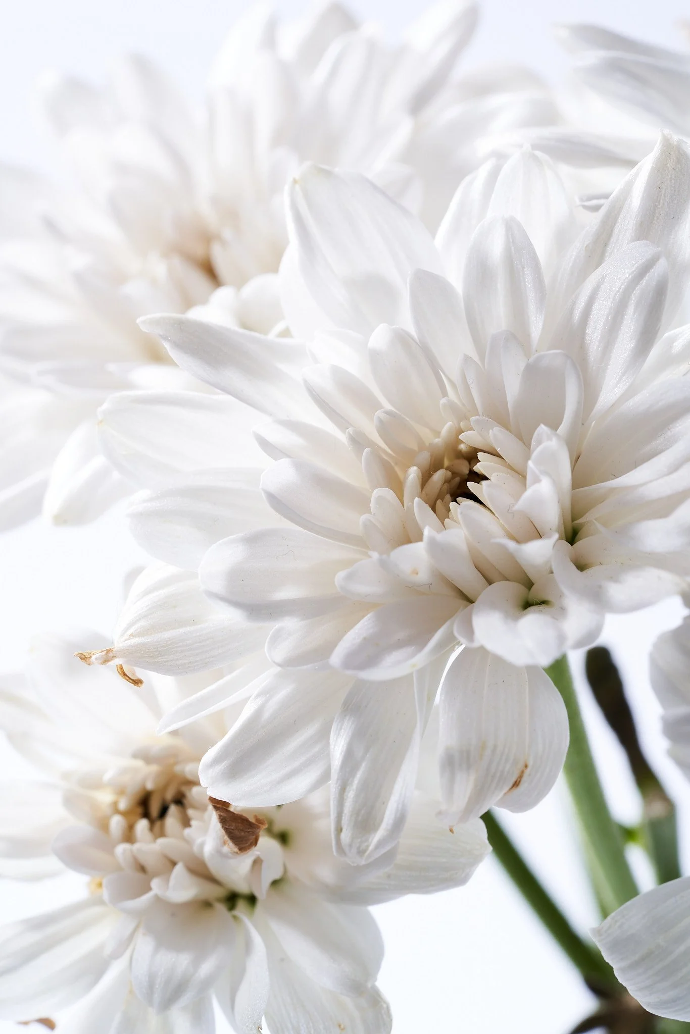 Flowers_05616.jpg