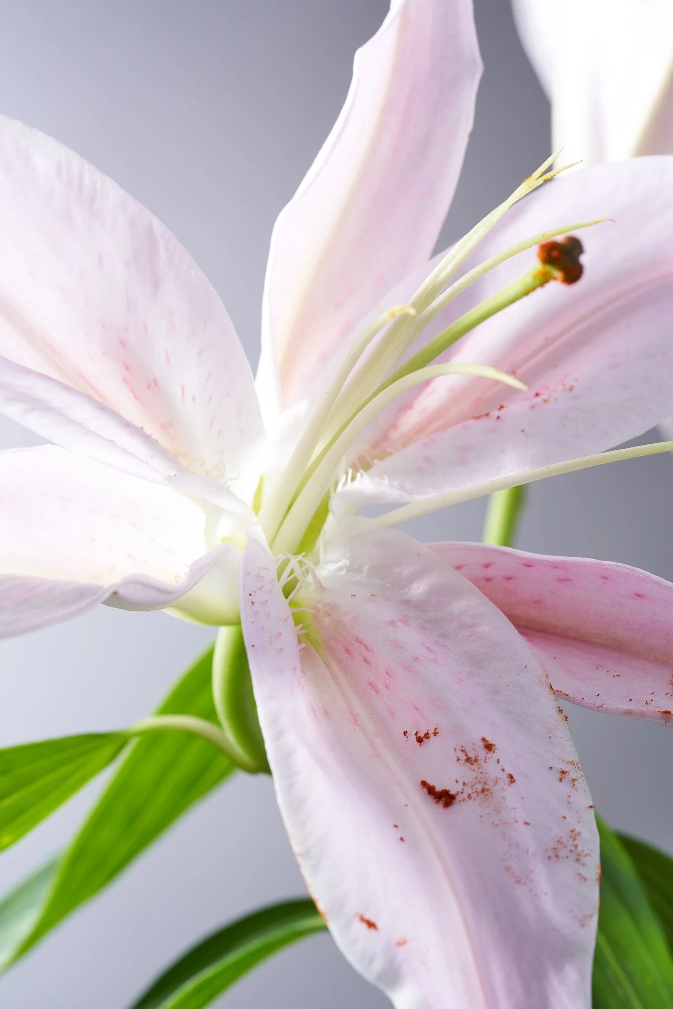 Flowers_03516.jpg